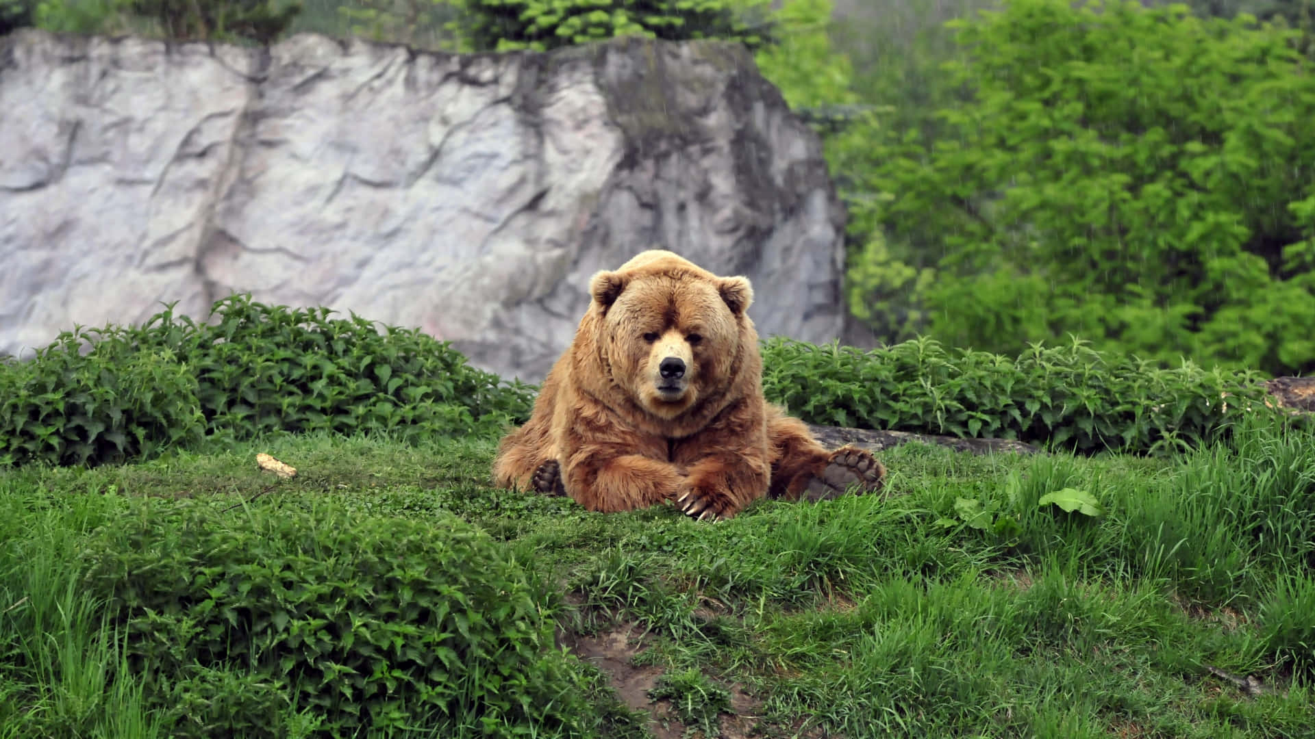 Bilderpå Kodiakbjörnar.