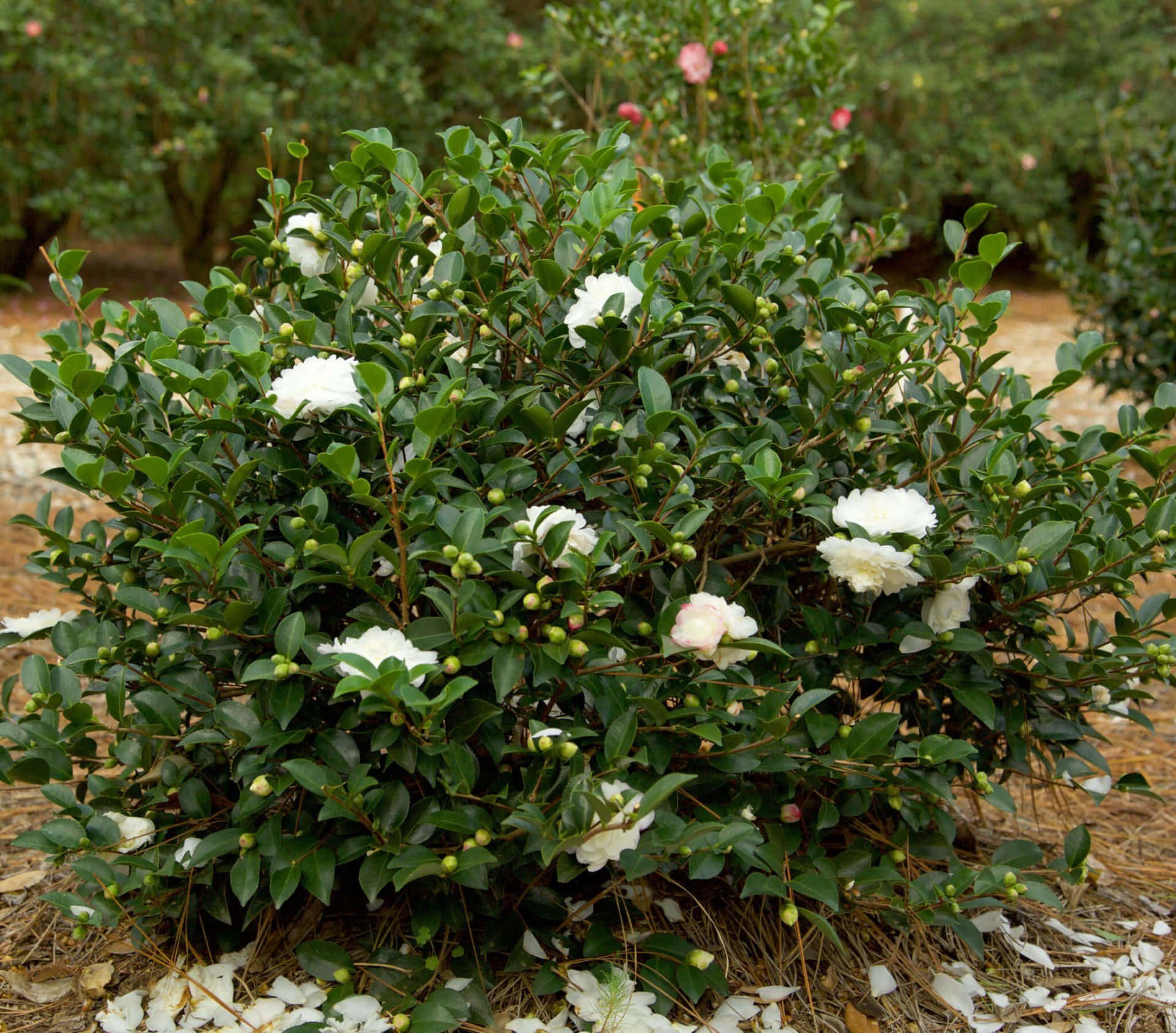 Bildervon Camellia Sasanqua