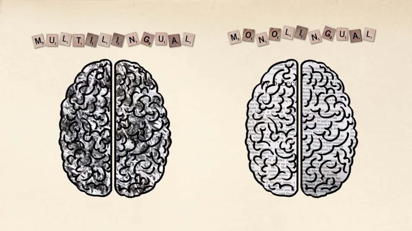 Bilingual Brain Illustration Wallpaper