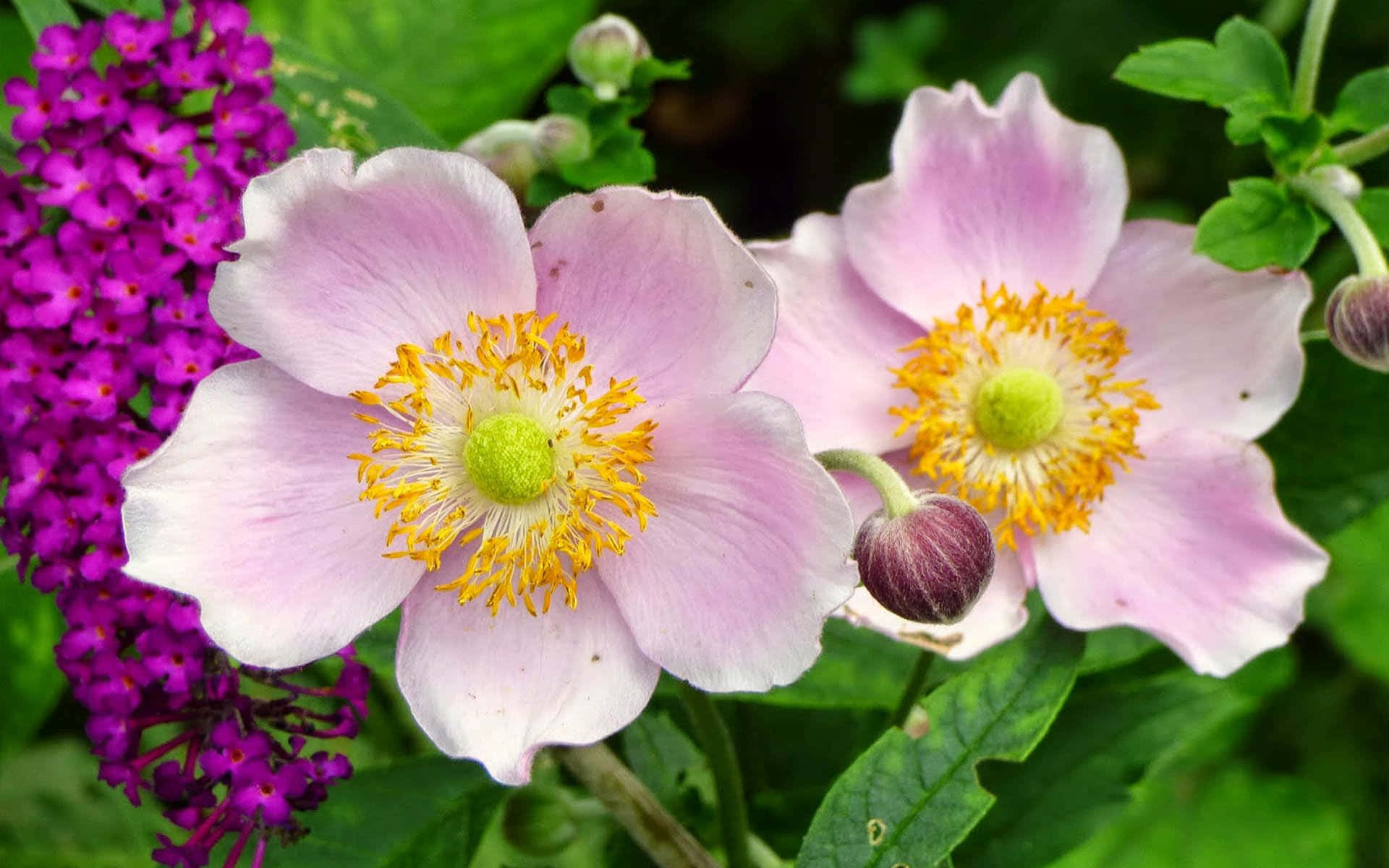Billederaf Anemone Blomster