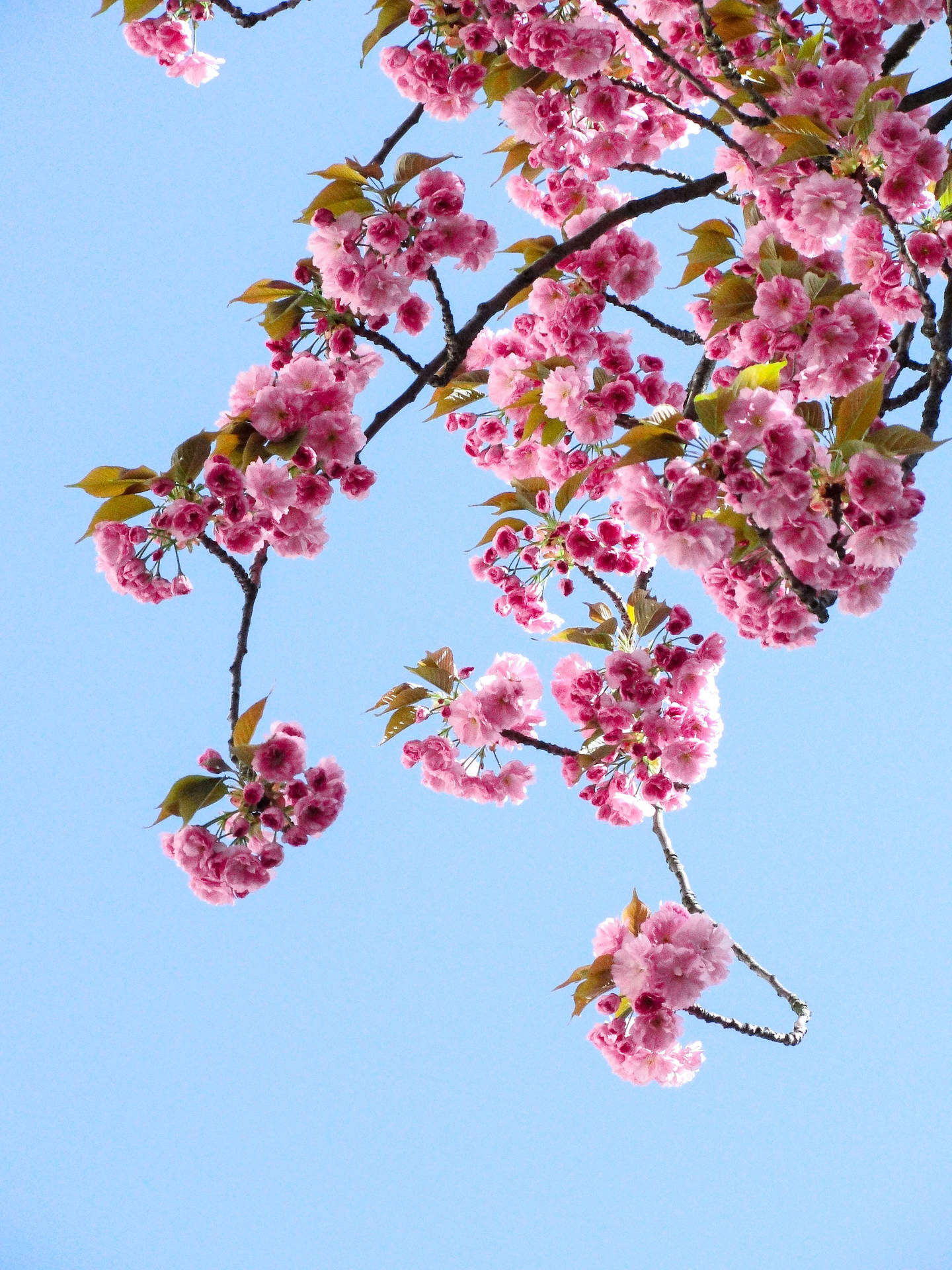 Bindensie Android Mit Kirschblütenblumen Wallpaper