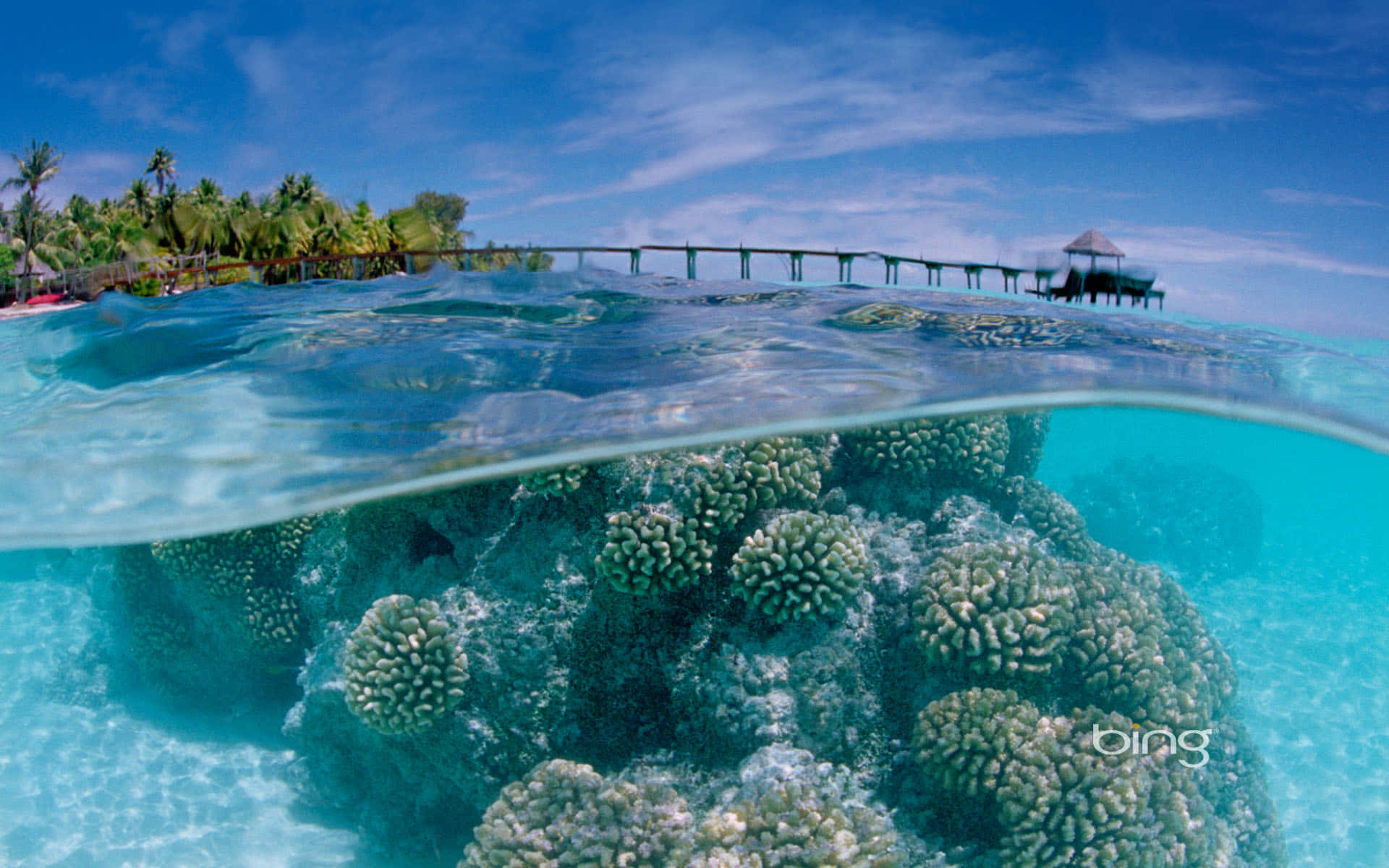 A Pier And Coral Reefs In The Ocean