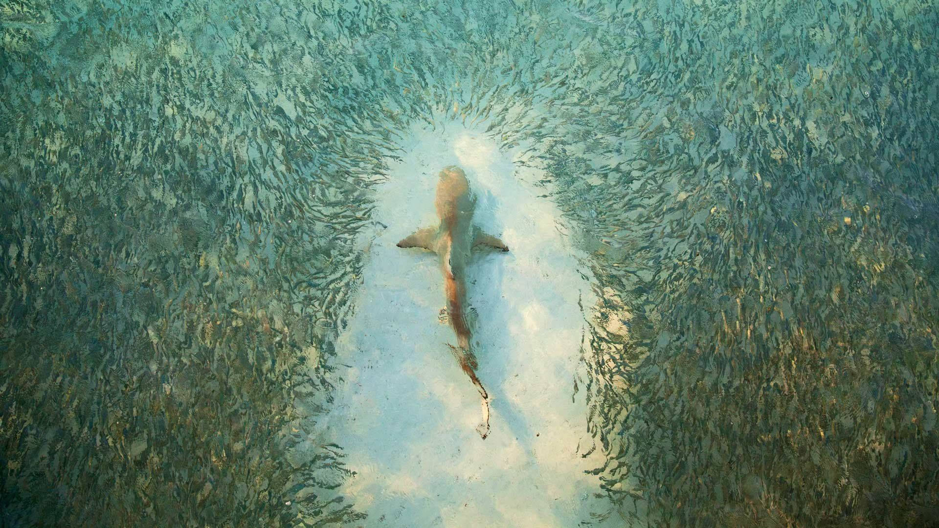 A mother shark watches over her pups in the beautiful clear ocean Wallpaper