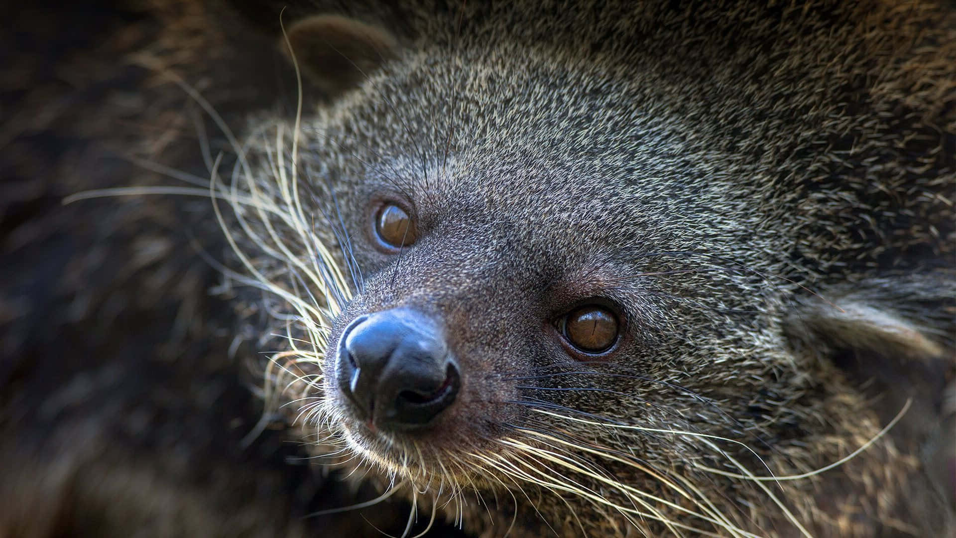 Binturong Close Up Portrait Wallpaper