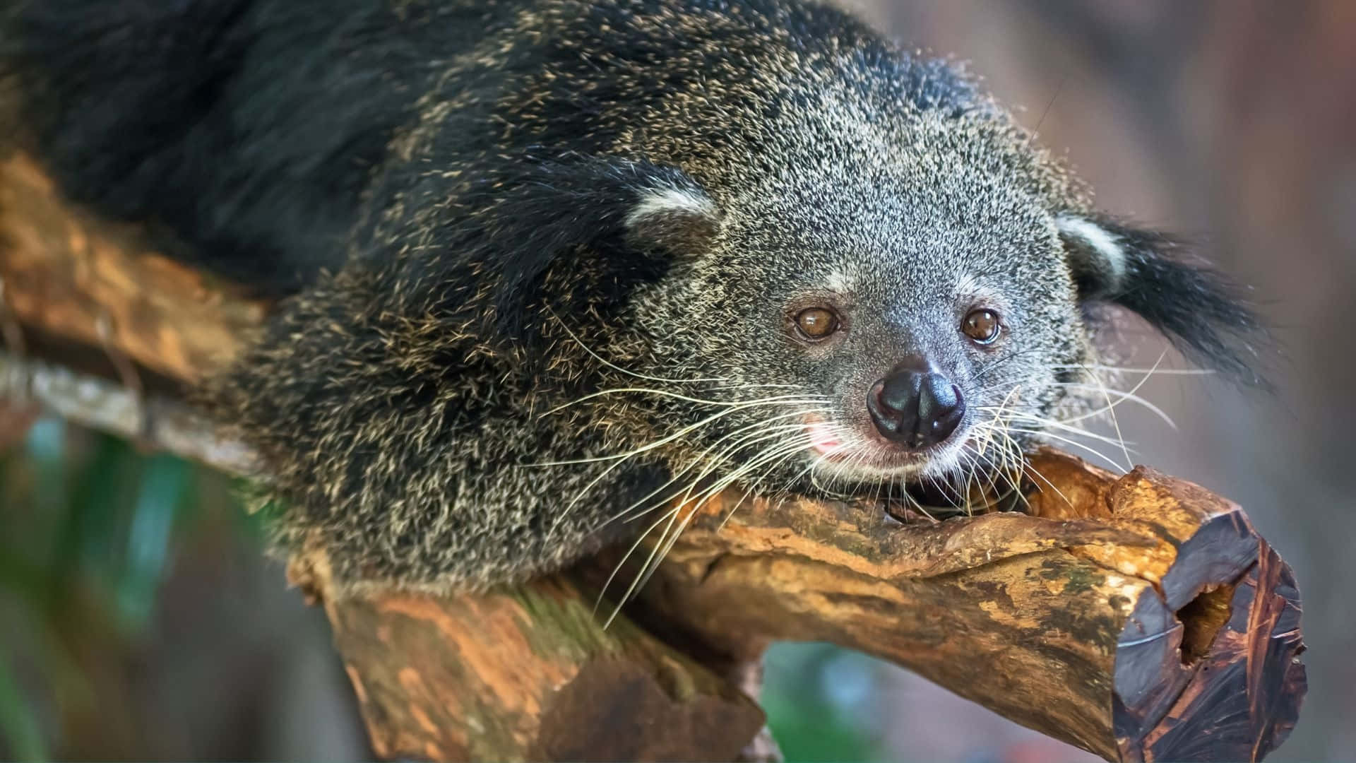 Binturong Restingon Branch Wallpaper