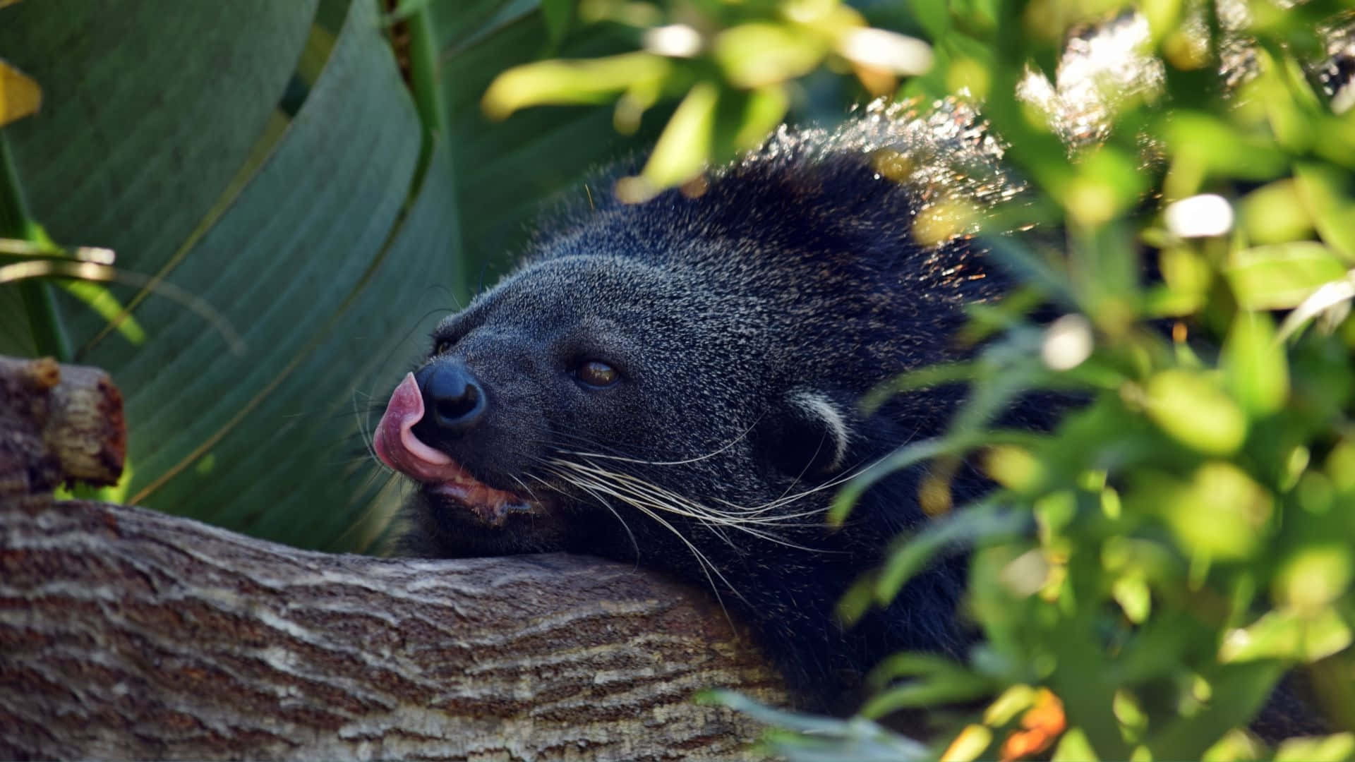 Binturong Restingon Tree Branch Wallpaper