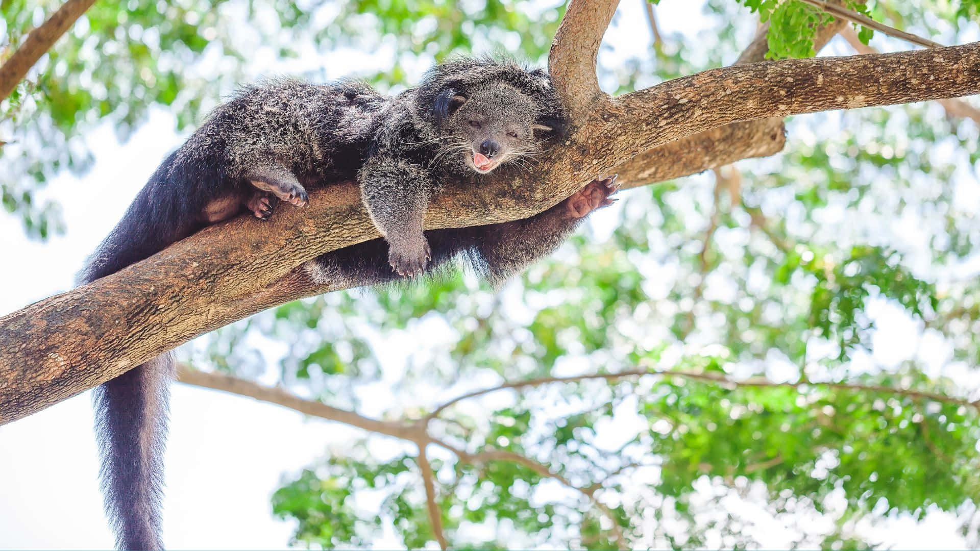 Binturong Restingon Tree Branch Wallpaper