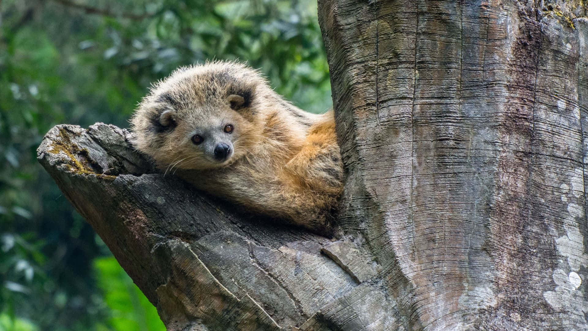 Binturong Restingon Tree Trunk Wallpaper