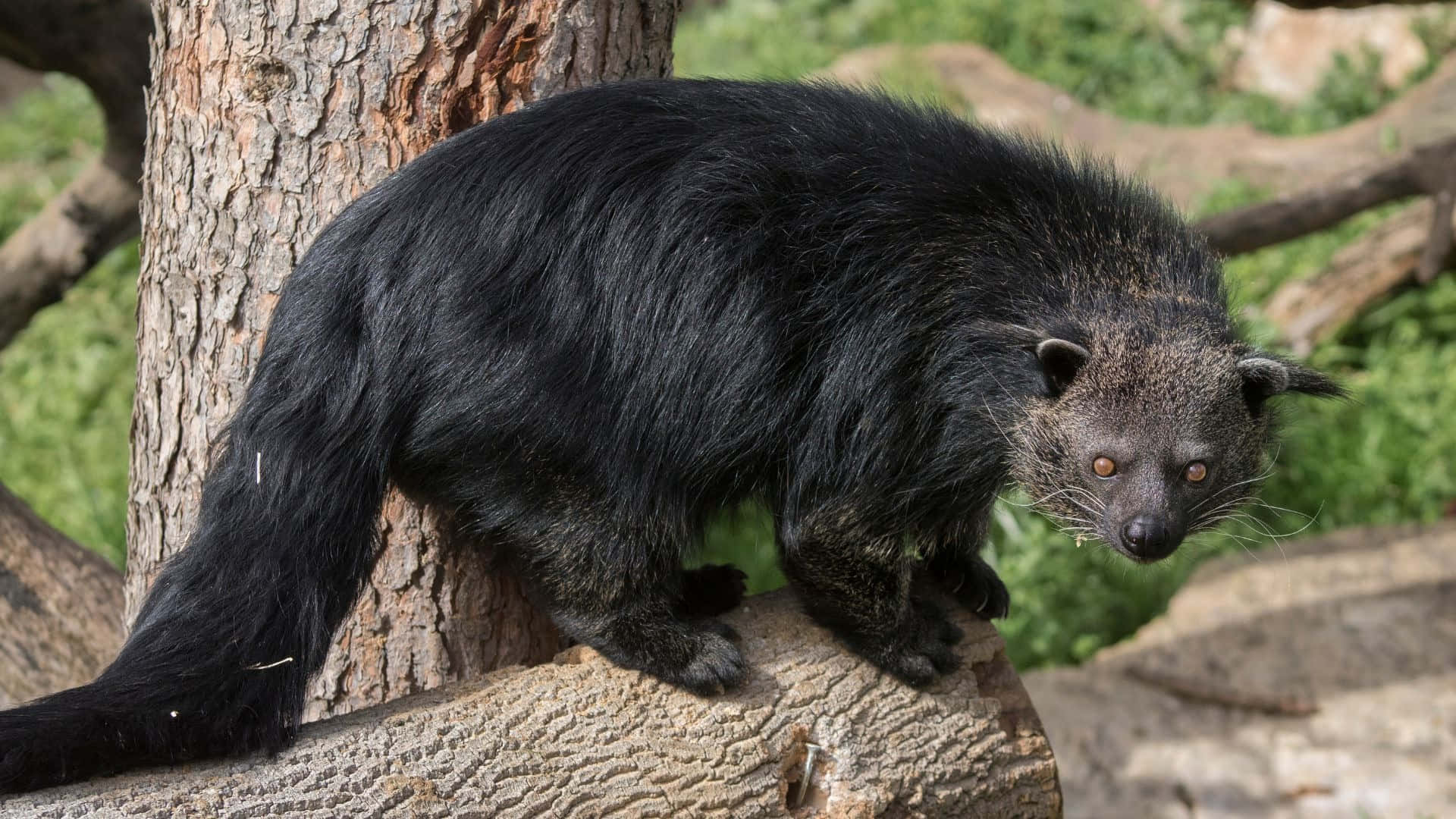 Binturong Sur Une Branche D'arbre Fond d'écran