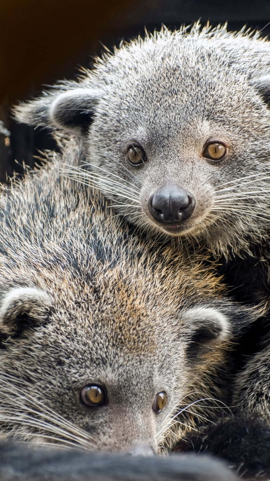 Binturongs_ Closeup_ Portrait Wallpaper