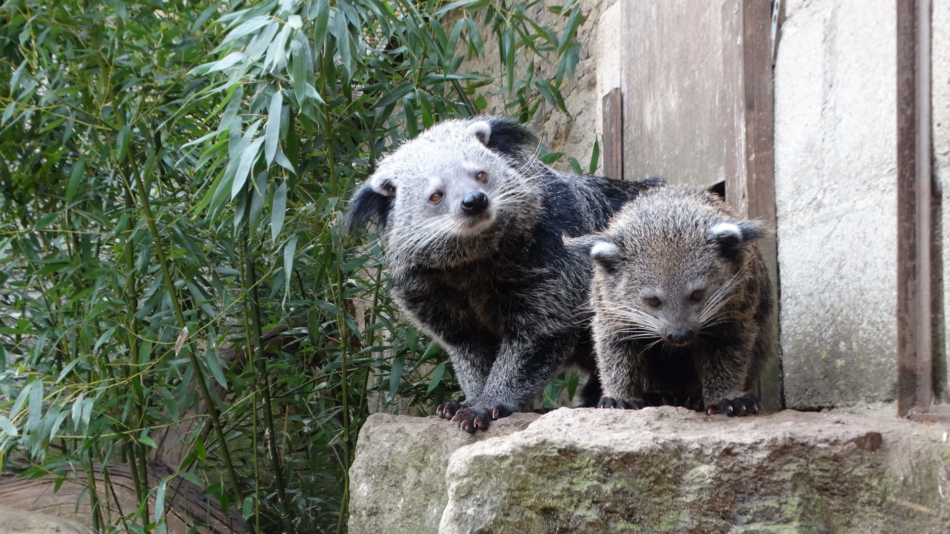 Binturongs_ Perched_on_ Ledge Wallpaper