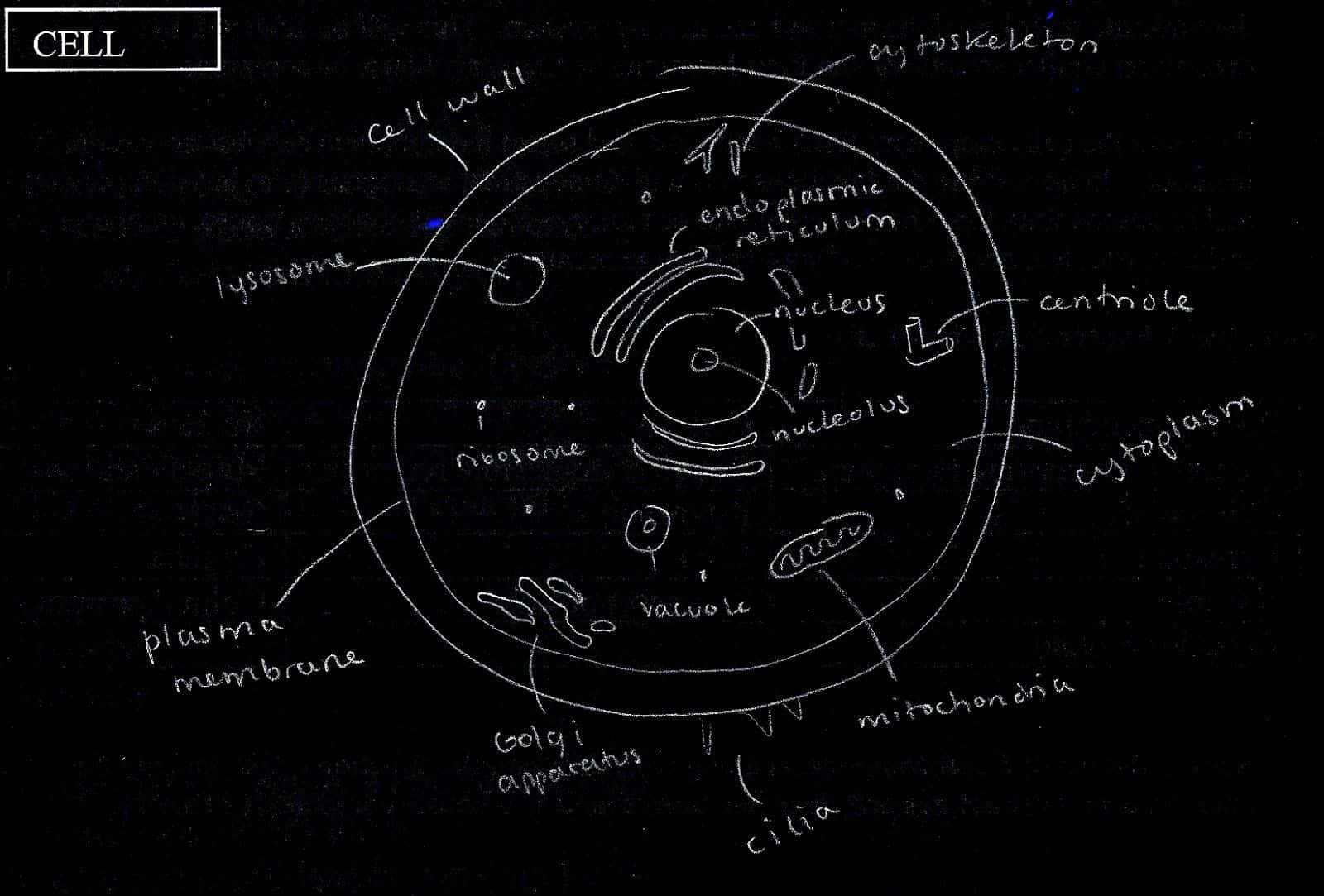 Esquemacelular Con Etiquetas Imagen De Biología.