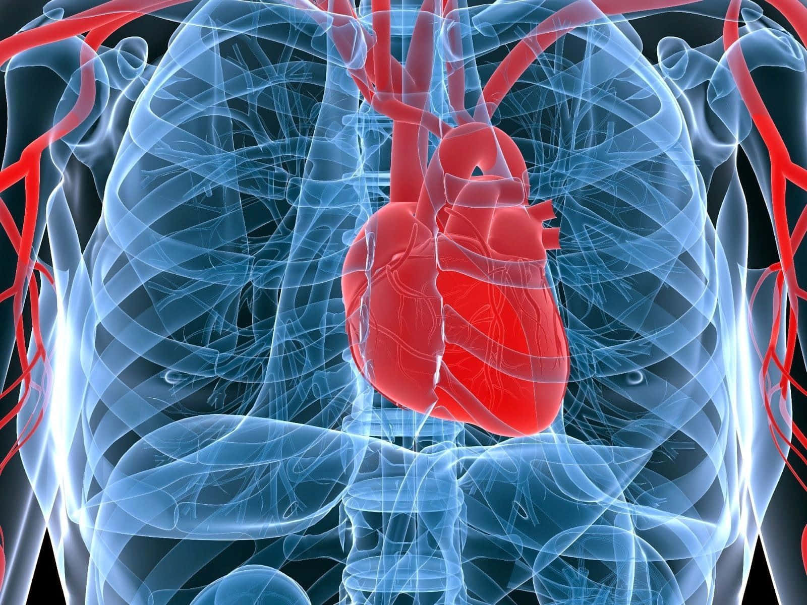 Imagende Radiografía De Corazón En Biología
