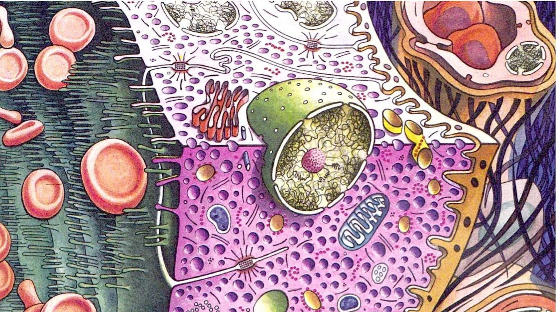 Cellersbiologi Konstverk Bild