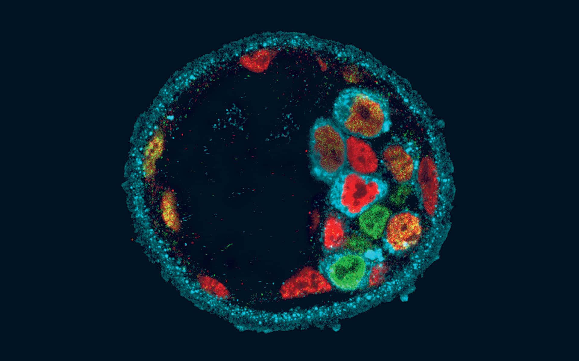 Imagende Células Coloridas De Biología
