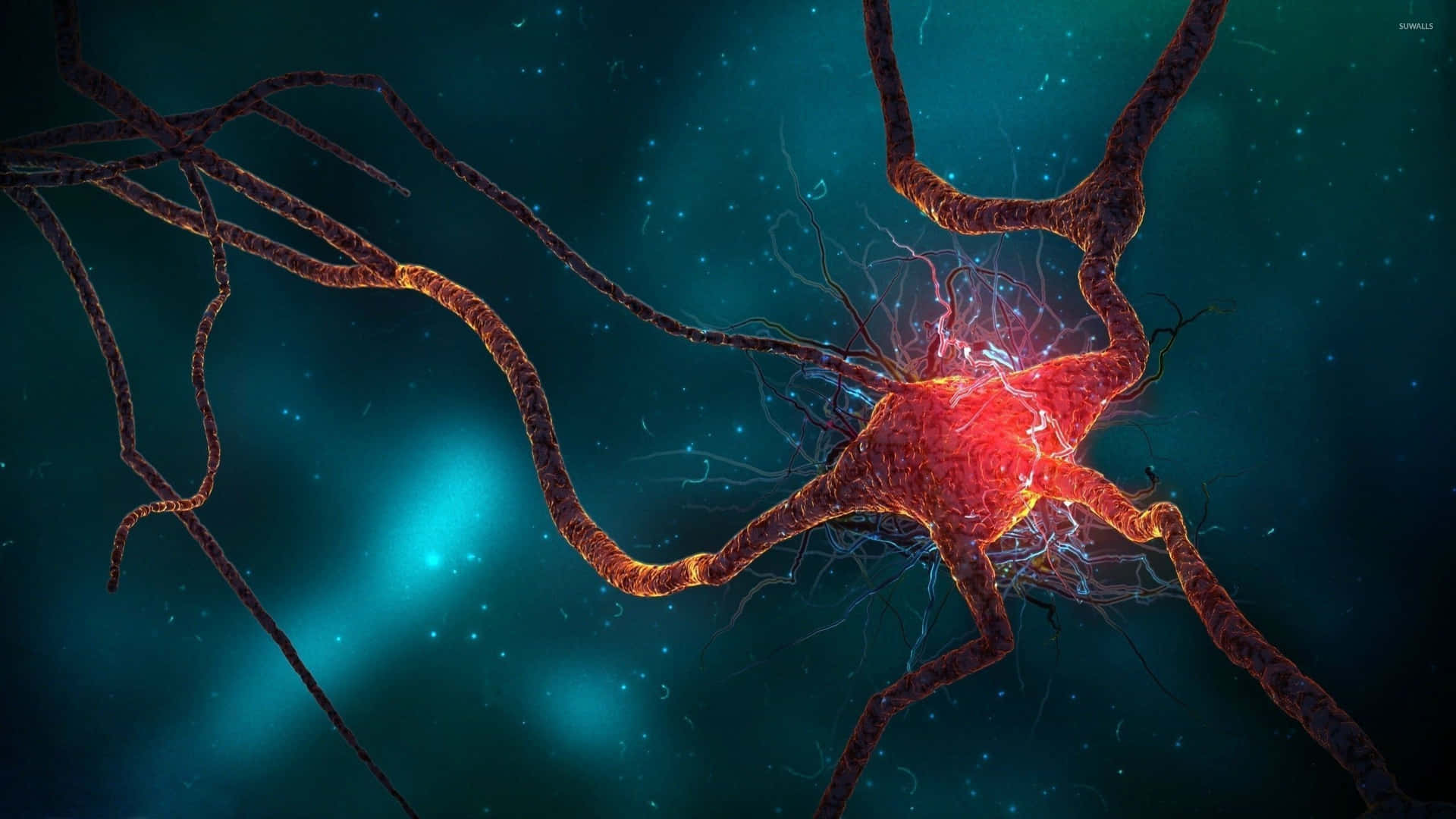Imagende Cerebro, Nervios Y Biología