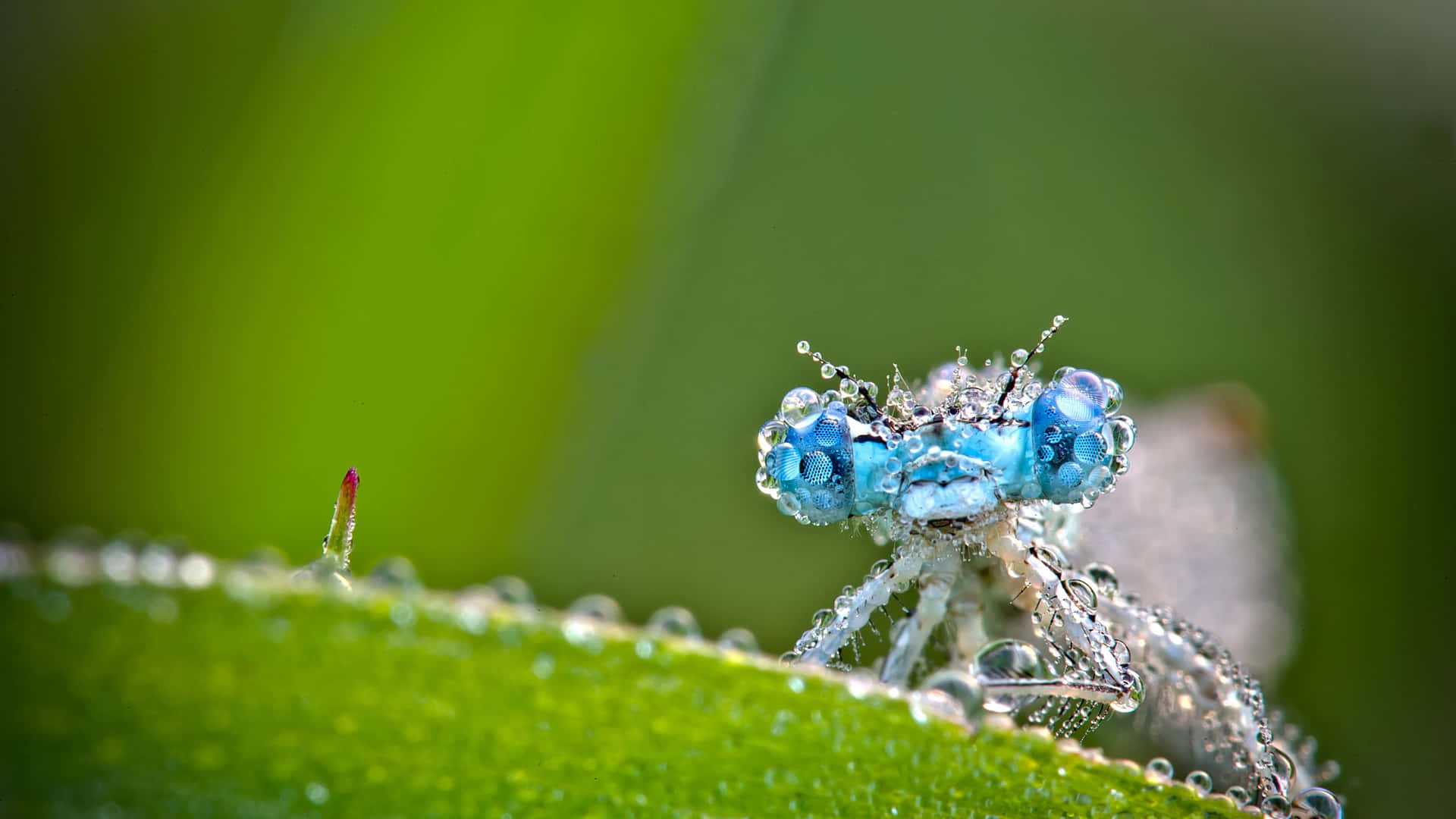 Immaginedi Una Libellula Biologica Con Gli Occhi Blu
