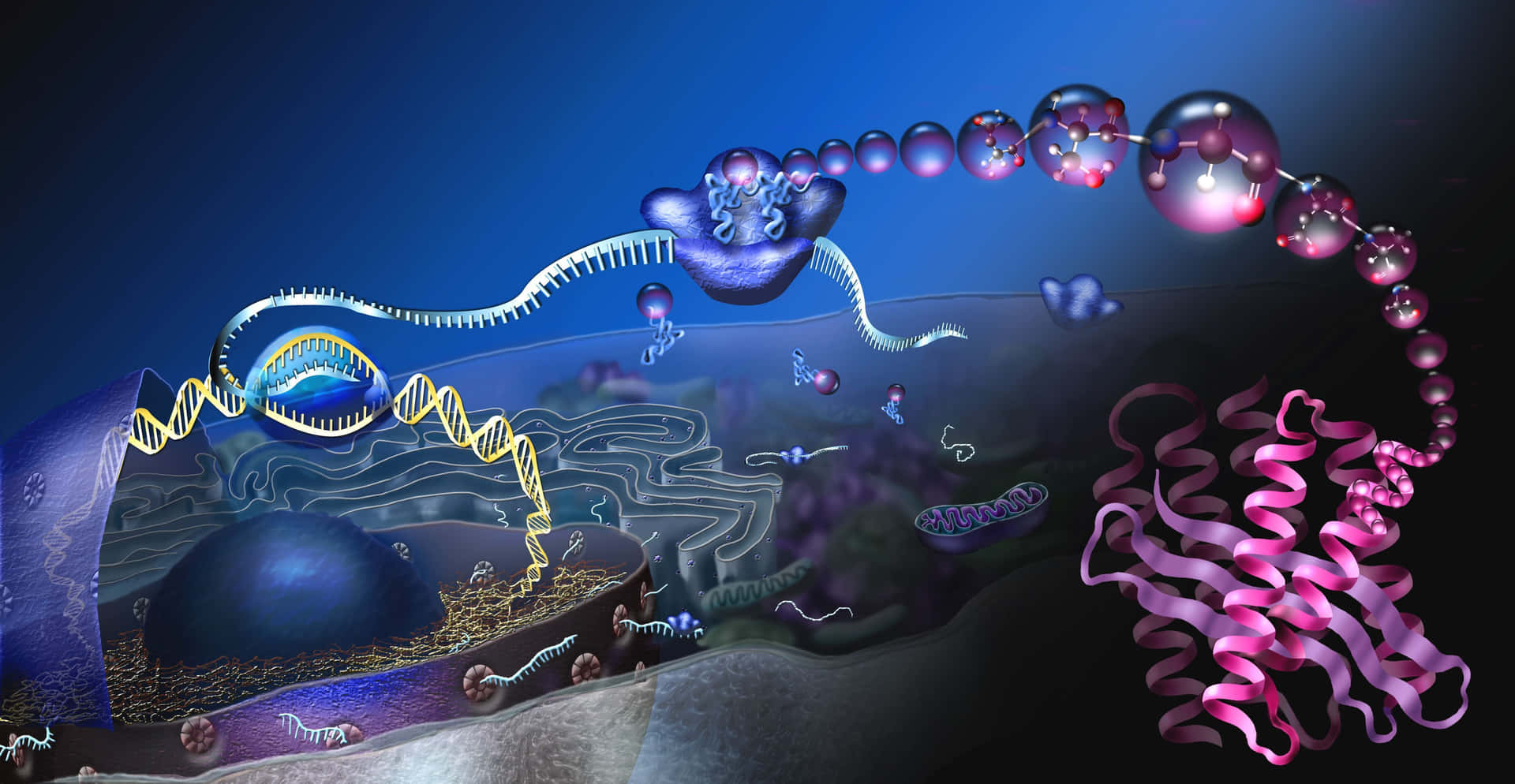 Proteinsyntesbiologi Bild