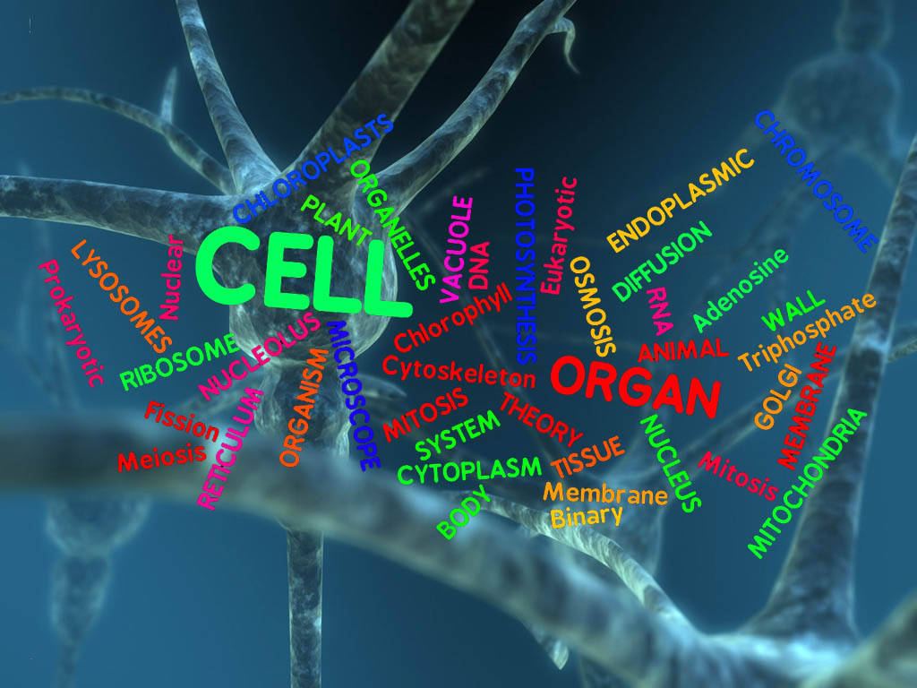 Biology Word Cloud Neuron Background Wallpaper