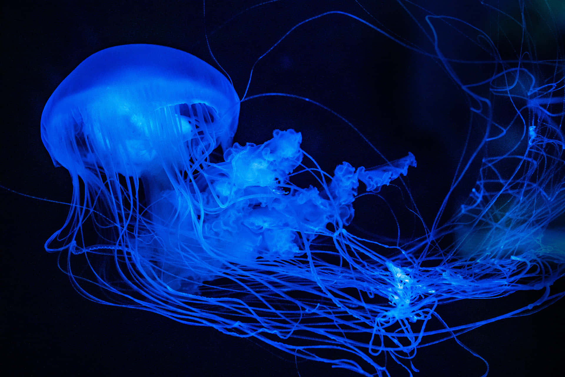 Bioluminescent Jellyfish Underwater Display Wallpaper