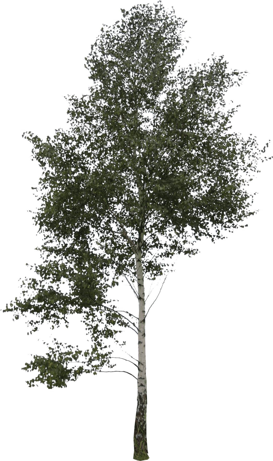 Birch Tree Against Sky PNG