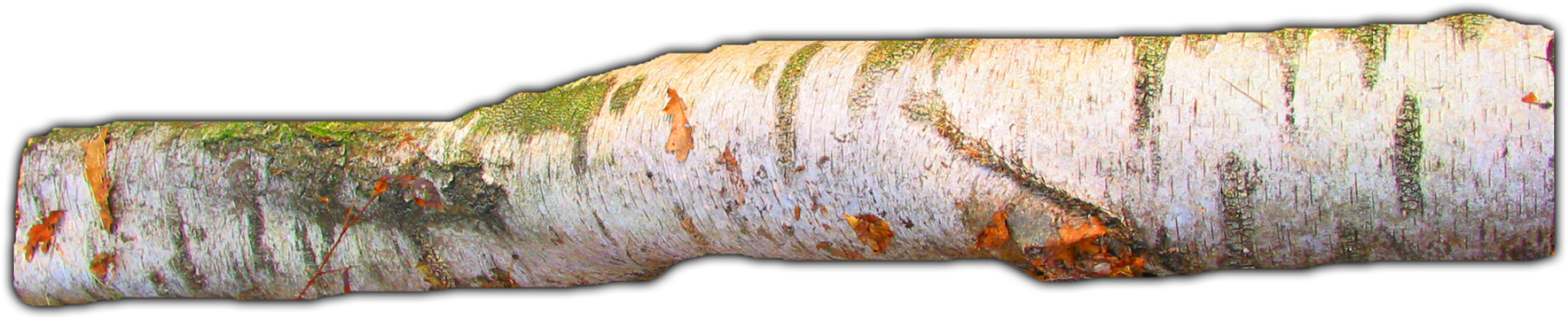 Birch Tree Branch Texture PNG