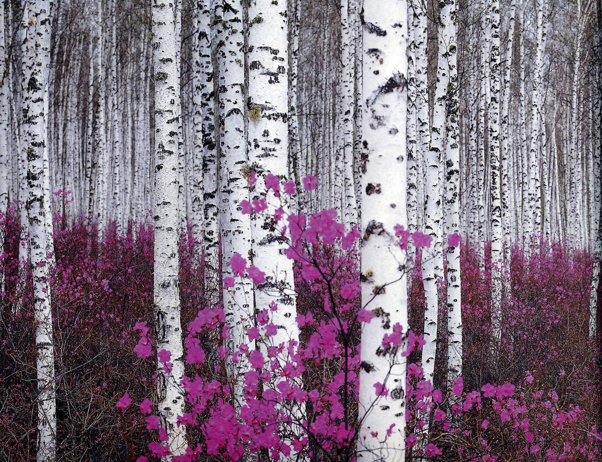 Birch Tree Forest Violet Flowers Wallpaper
