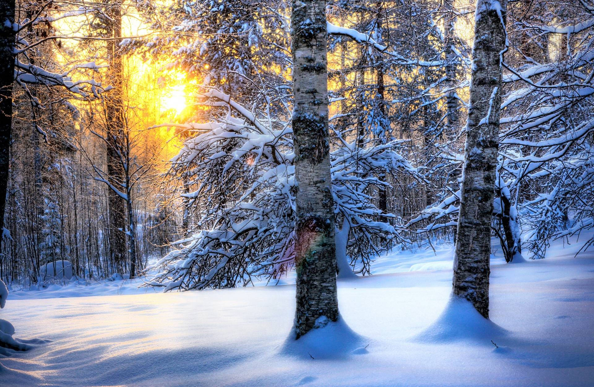 Видео природа зима. Зимний лес. Зимой в лесу. Зима пейзаж. Зимний лес солнце.