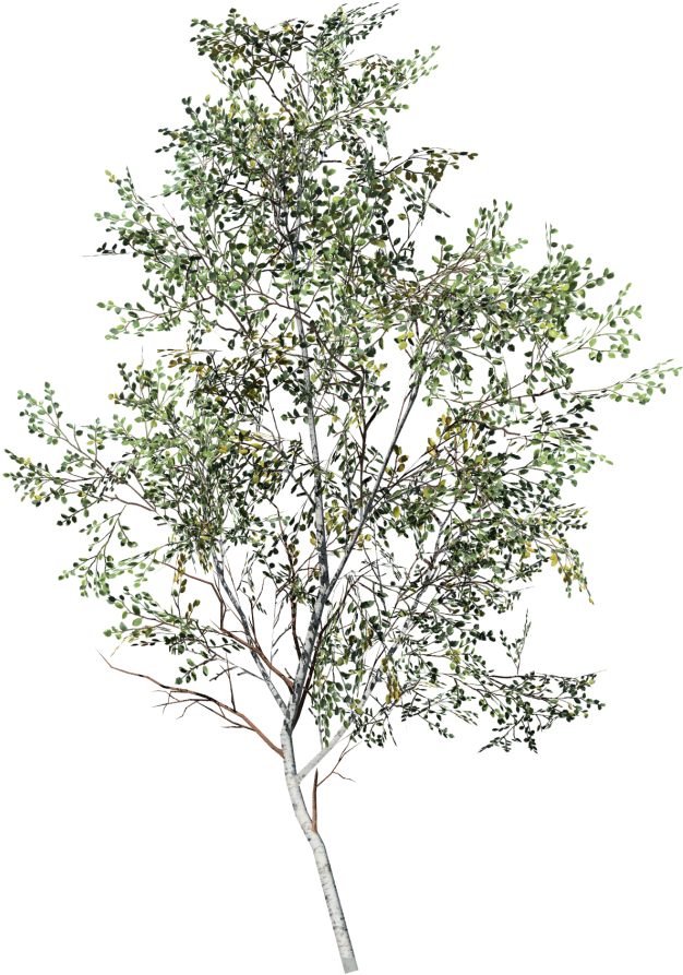 Birch Tree Single Standing PNG