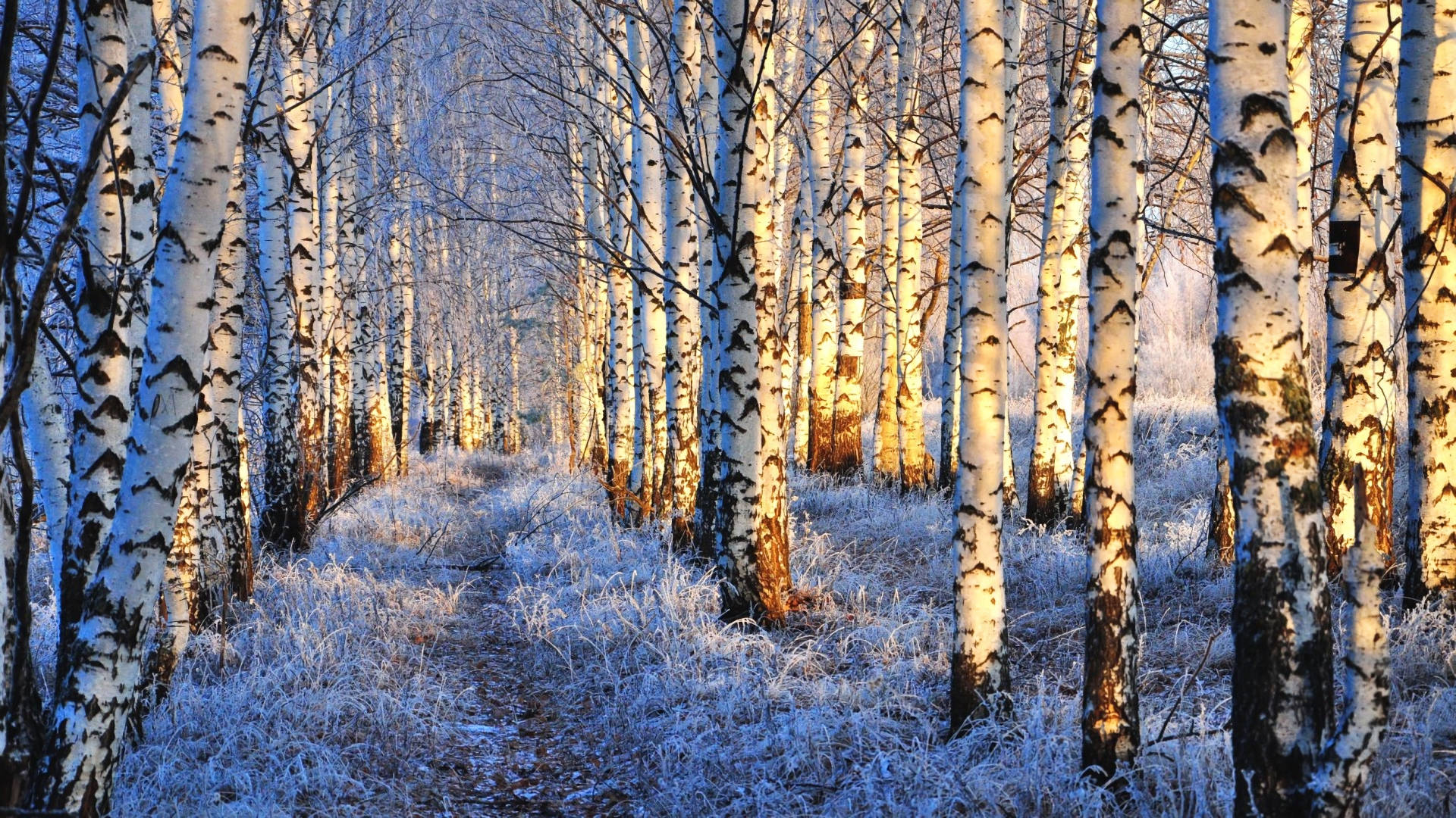 Árbolde Abedul, Invierno, Nieve, Naturaleza. Fondo de pantalla