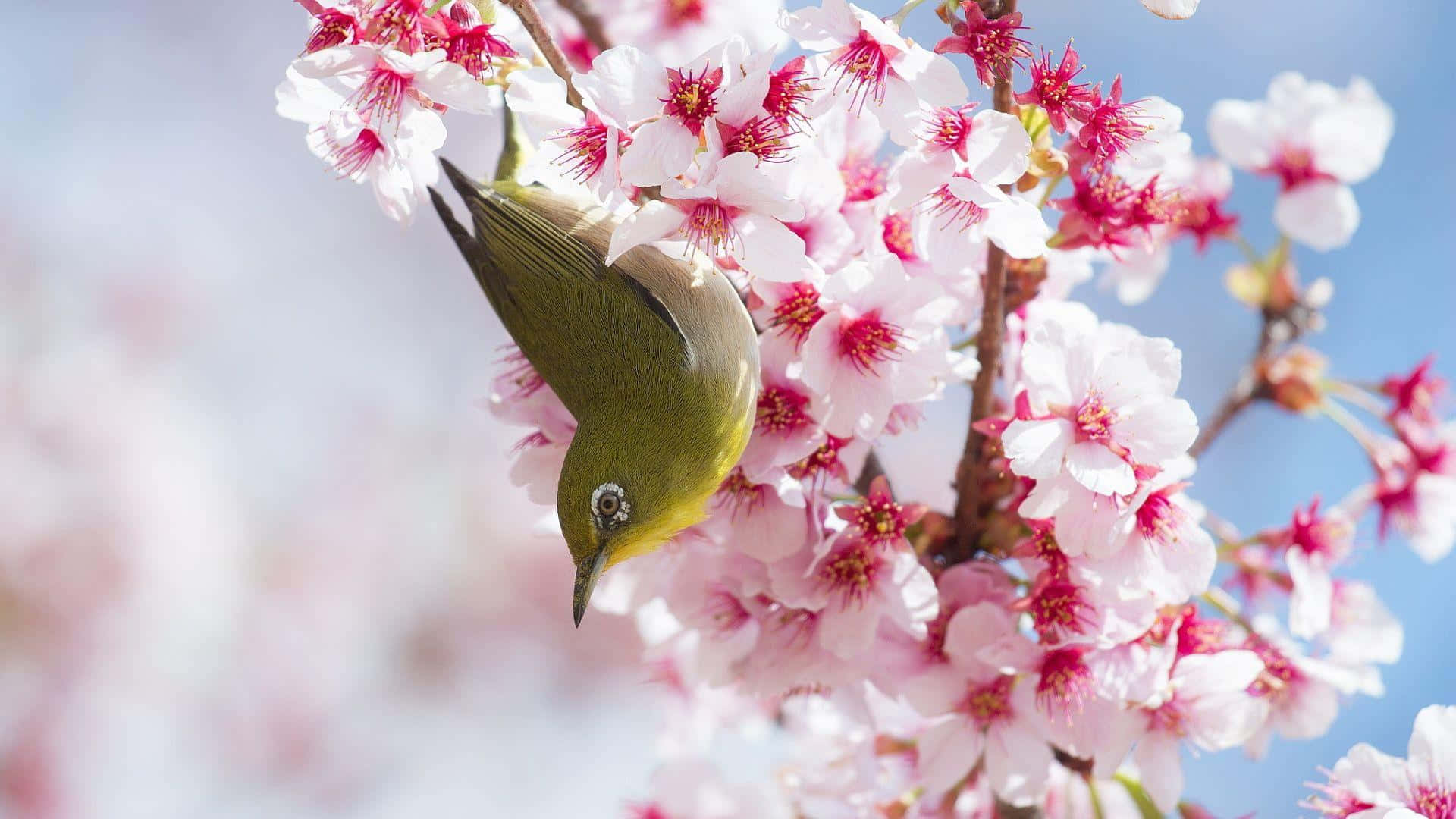 Bird_ Amidst_ Cherry_ Blossoms.jpg Wallpaper