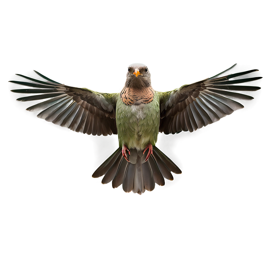 Bird B PNG