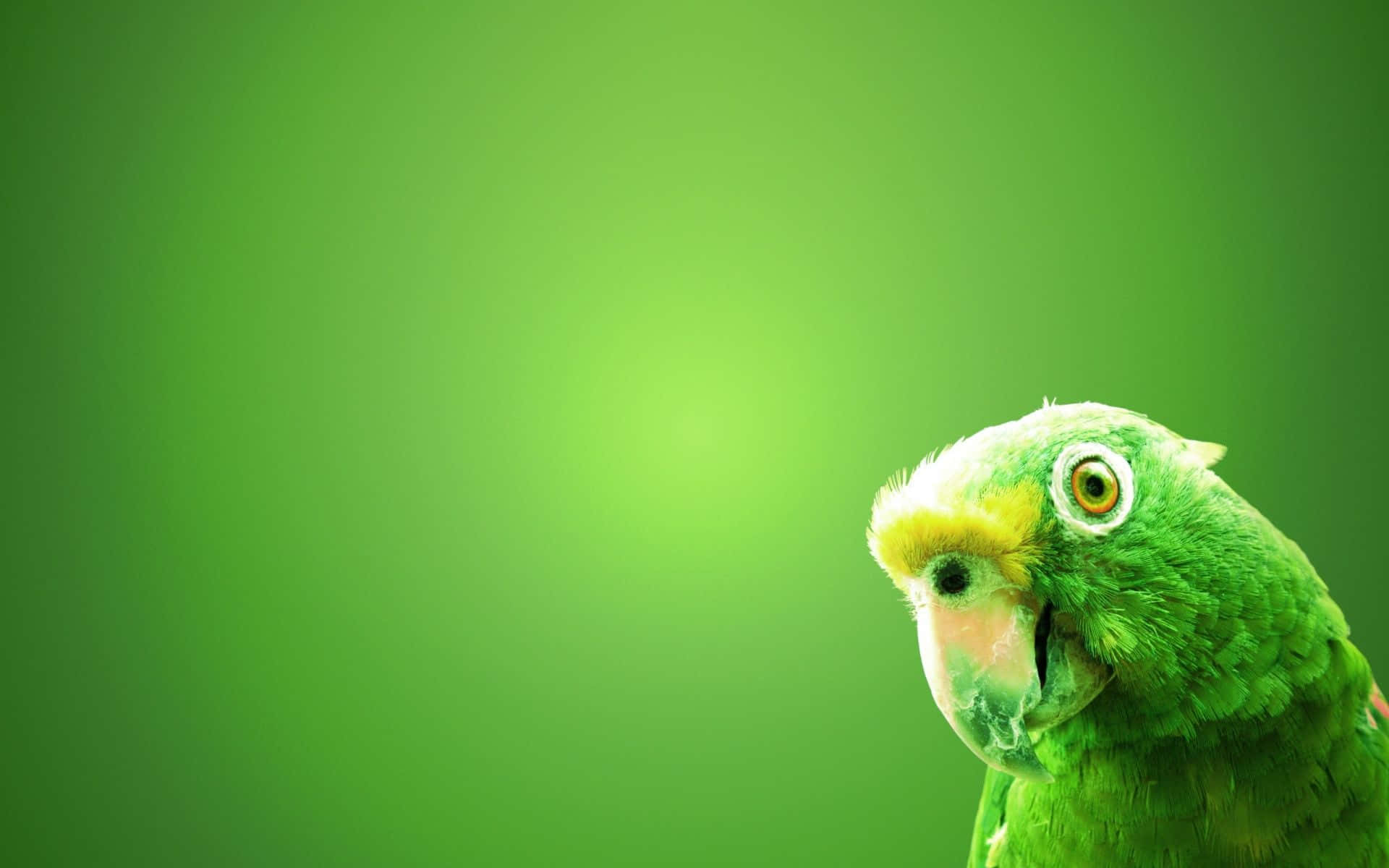 A beautiful green parrot takes flight