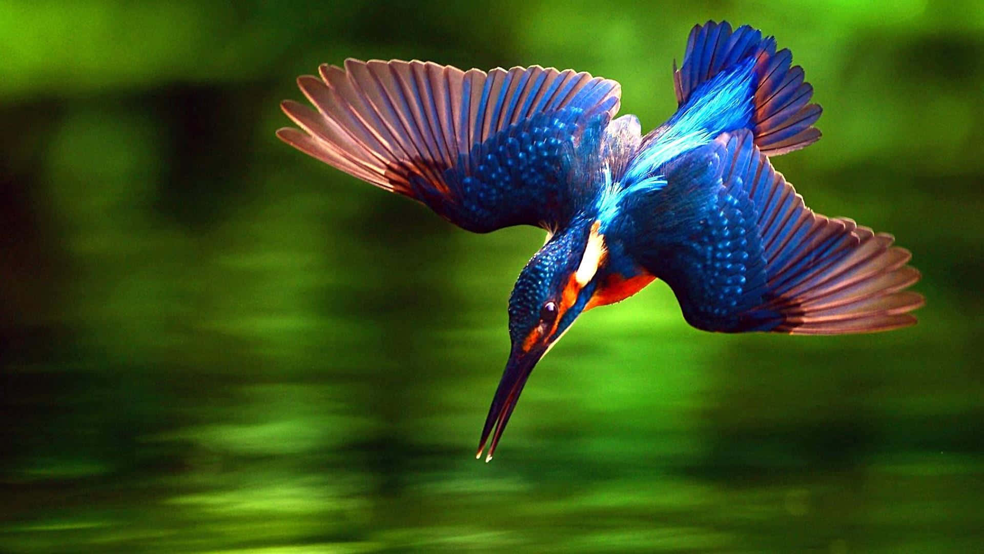 Windows bird. Красивые птички. Водные тропические птицы. Райские птицы HD.