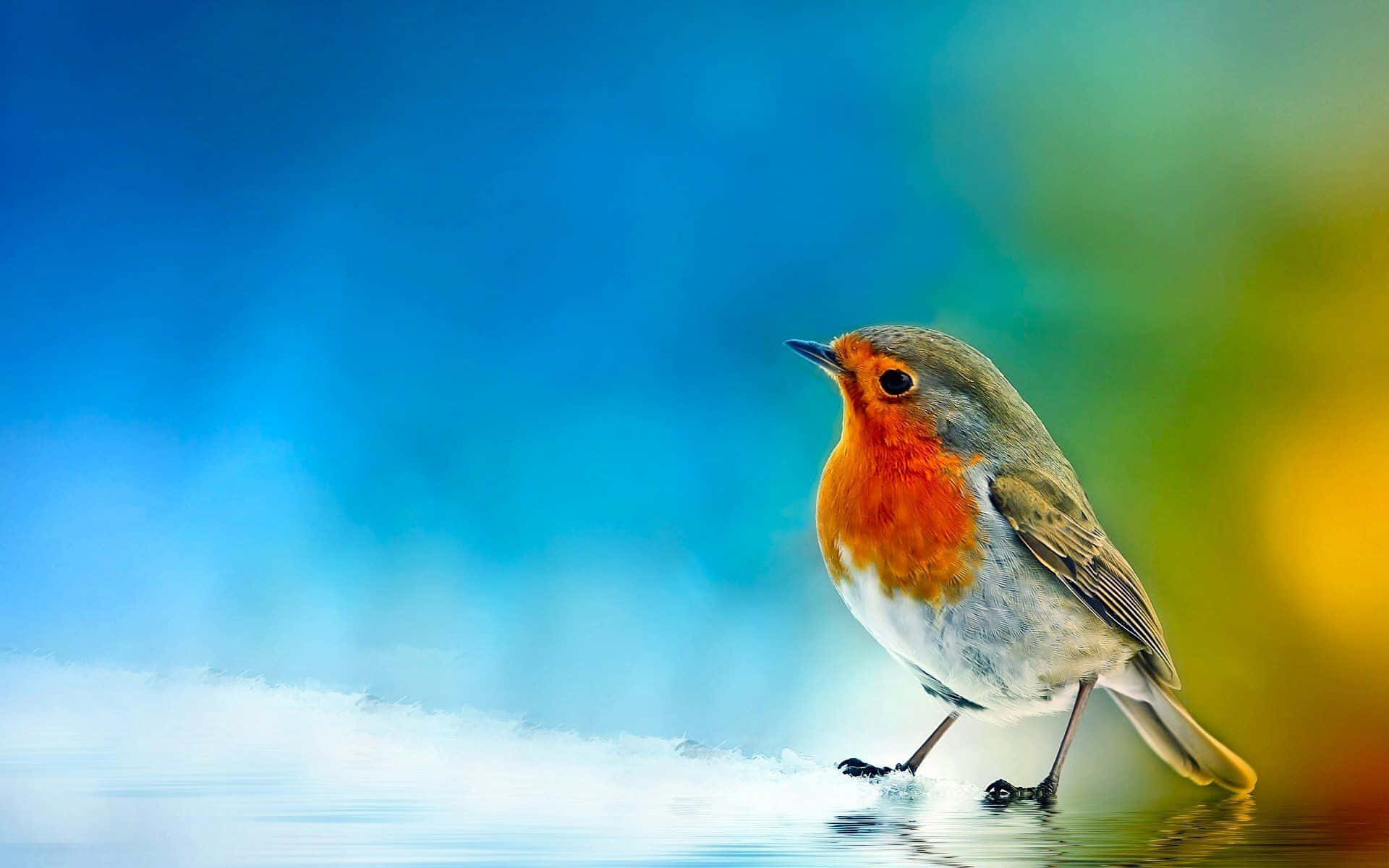 spring robin wallpaper
