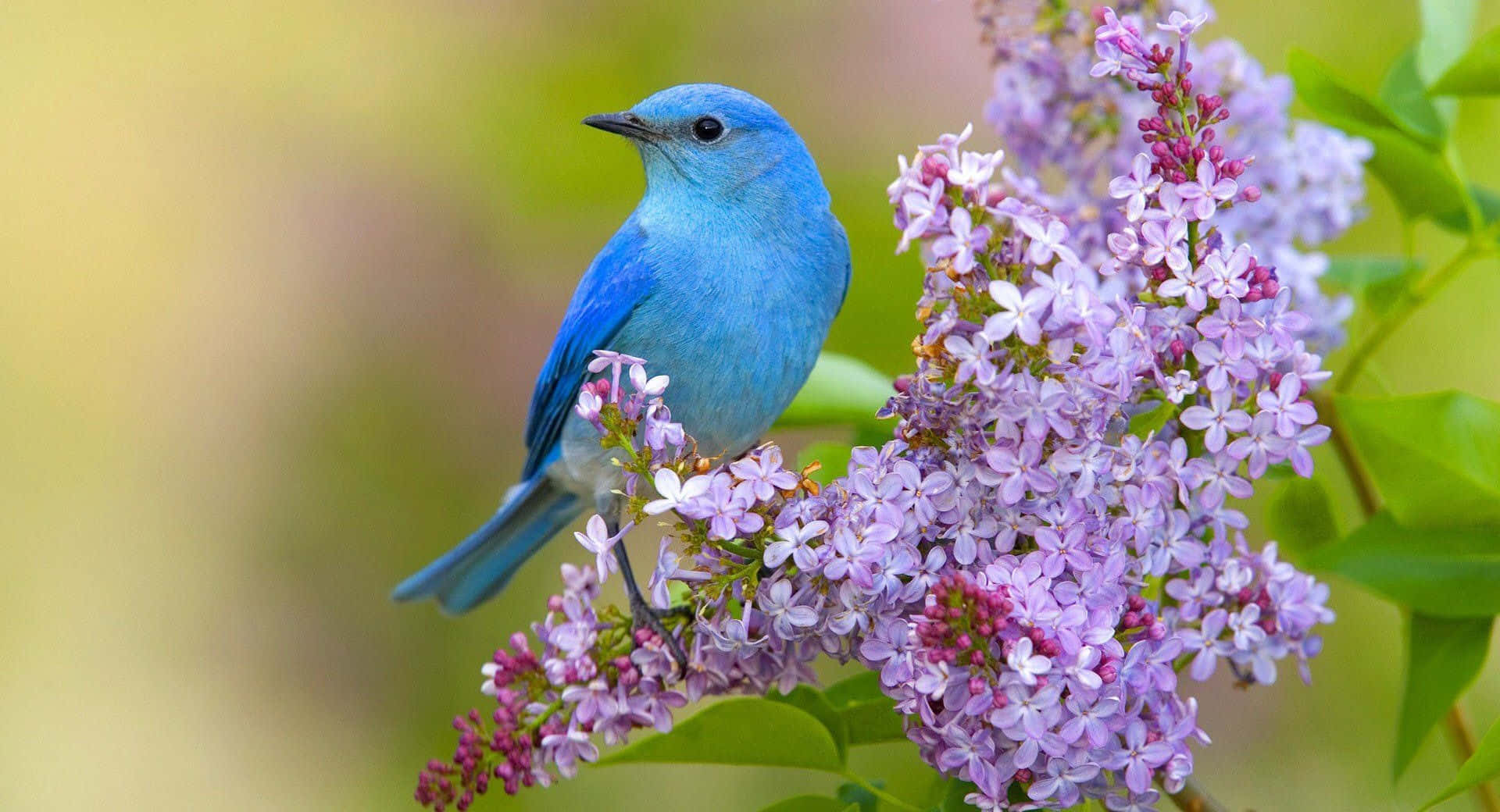 Einblauer Vogel Sitzt Auf Einer Lila Blume.