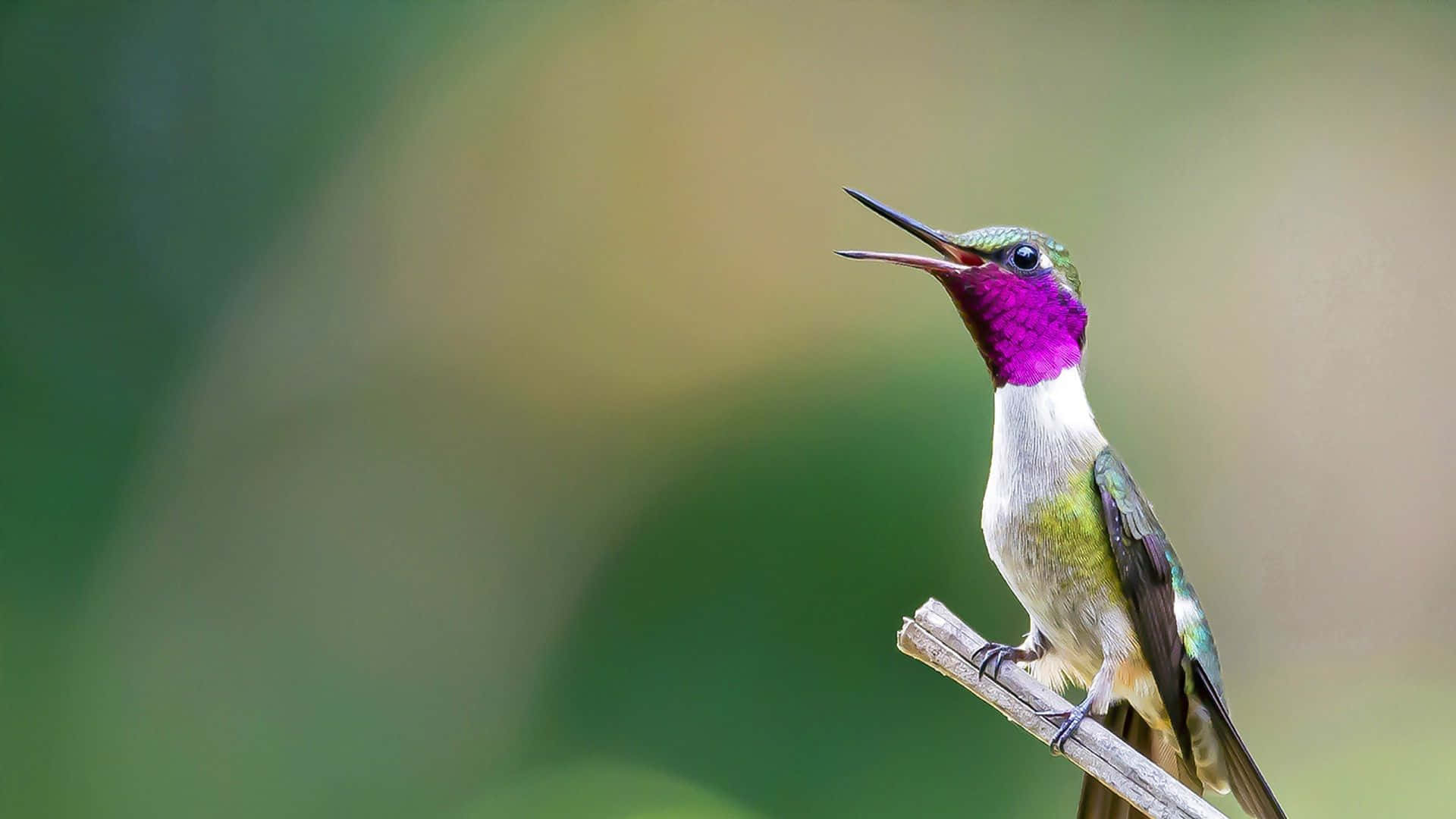 Bird Background