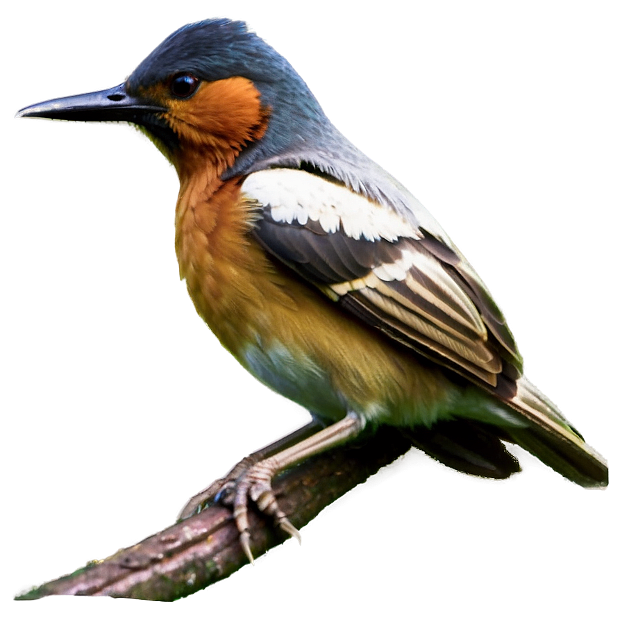 Bird C PNG