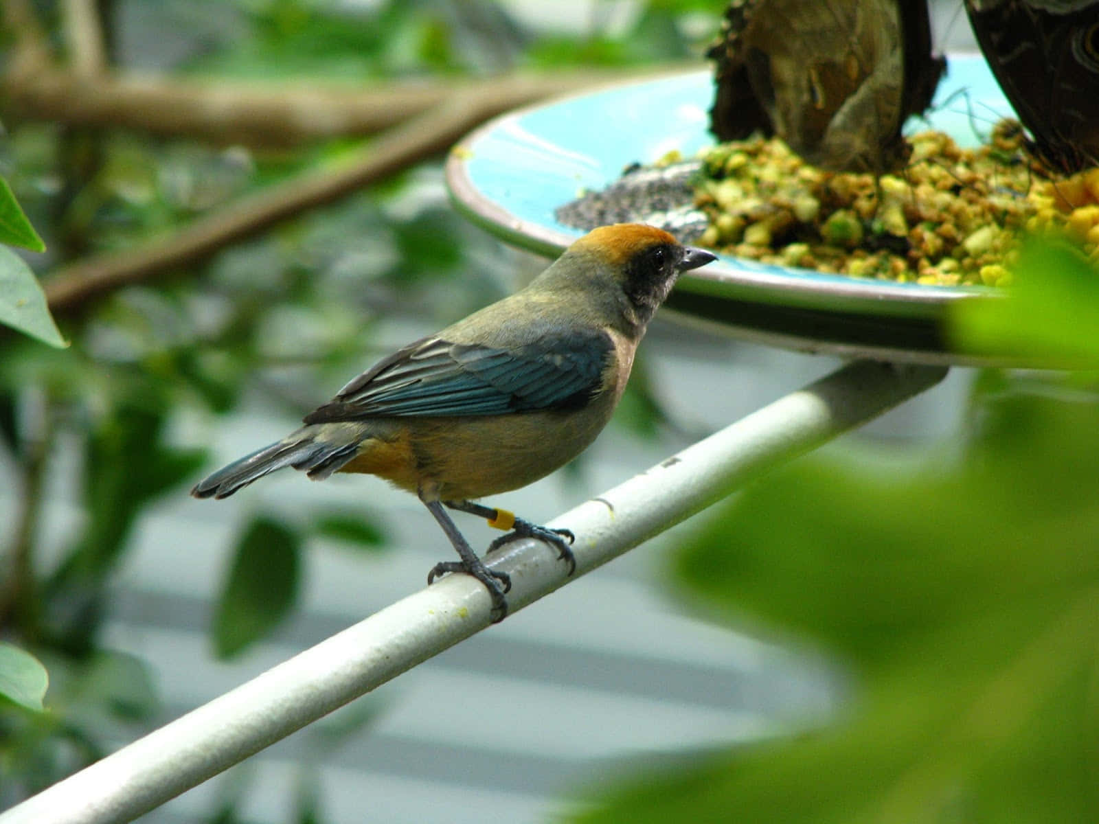 Heure De Nourrissage Des Oiseaux À L'académie Des Sciences De Californie Fond d'écran