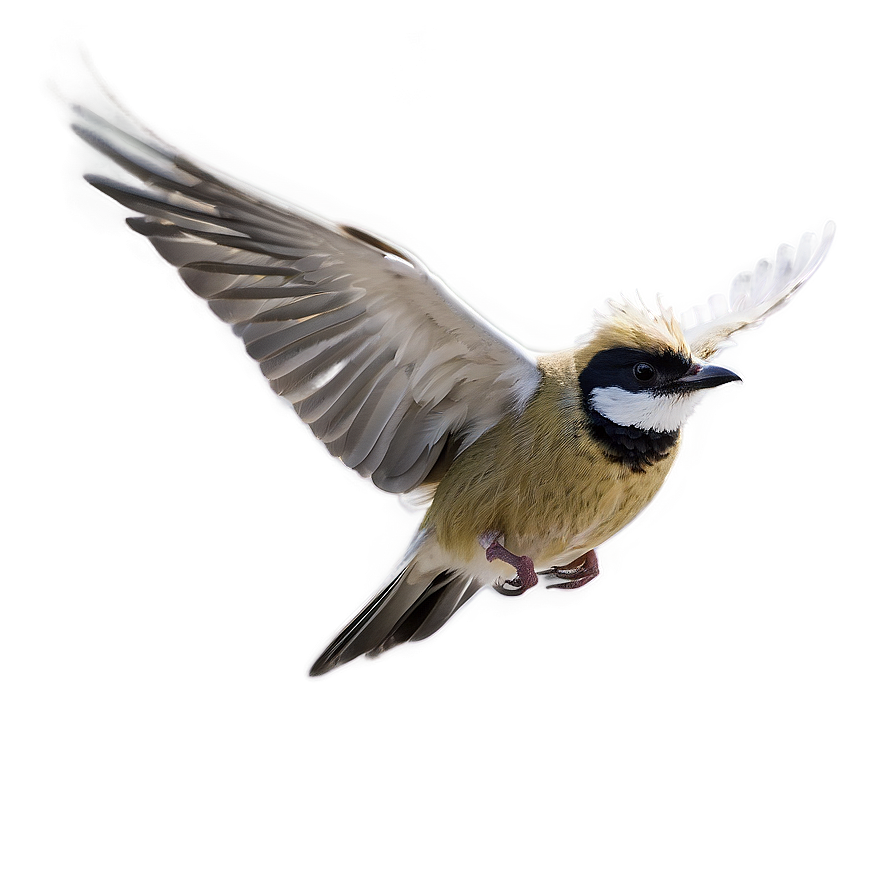 Bird Flying B PNG