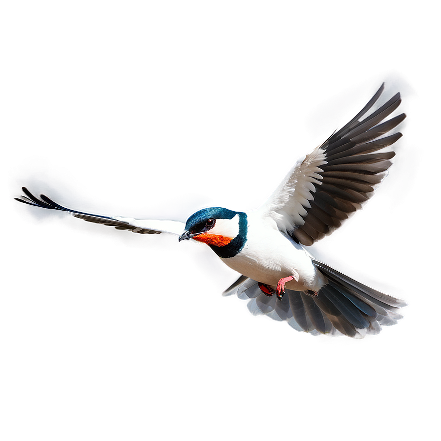 Bird Flying D PNG