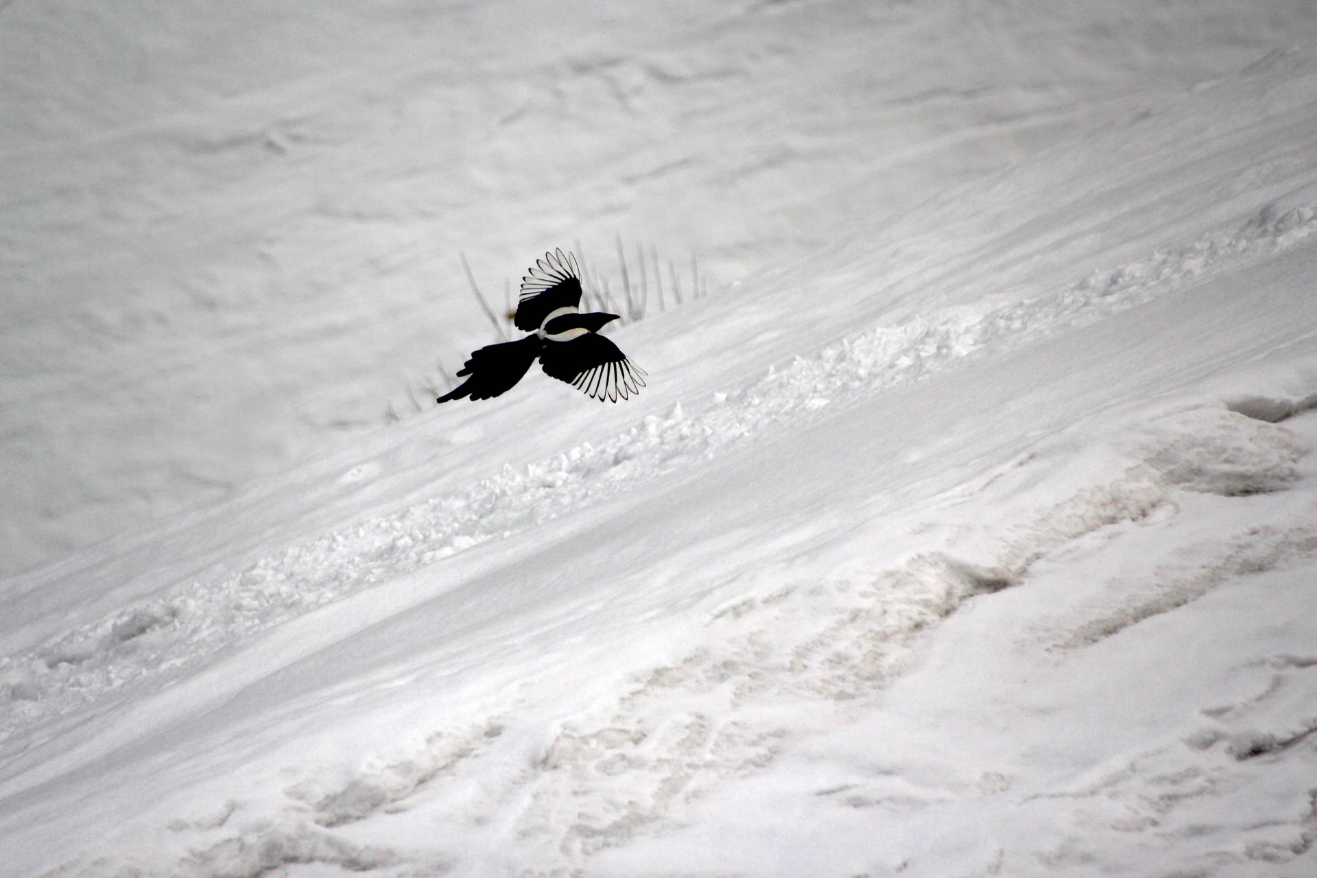 Vogel,der Über Den Verschneiten Kasachstan Fliegt Wallpaper