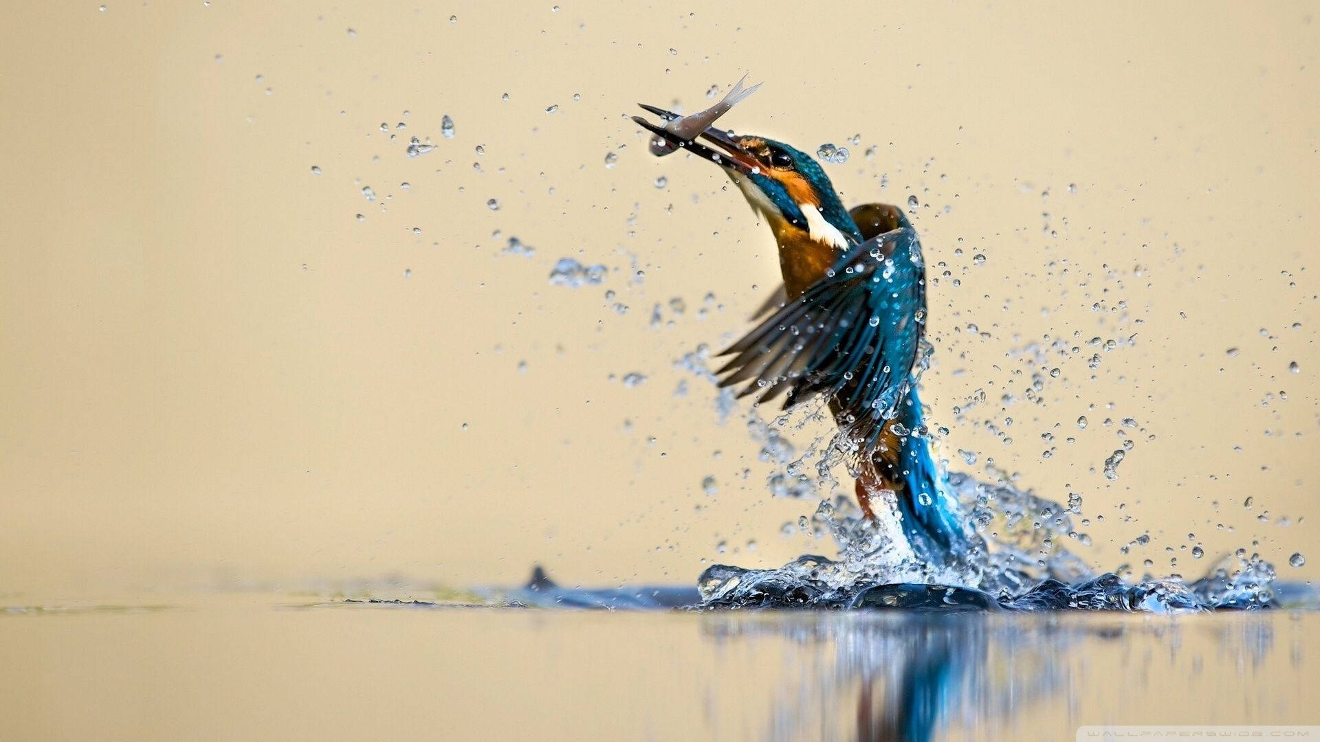 Bird Hunting for Fish in a Pool of Calm Waters Wallpaper