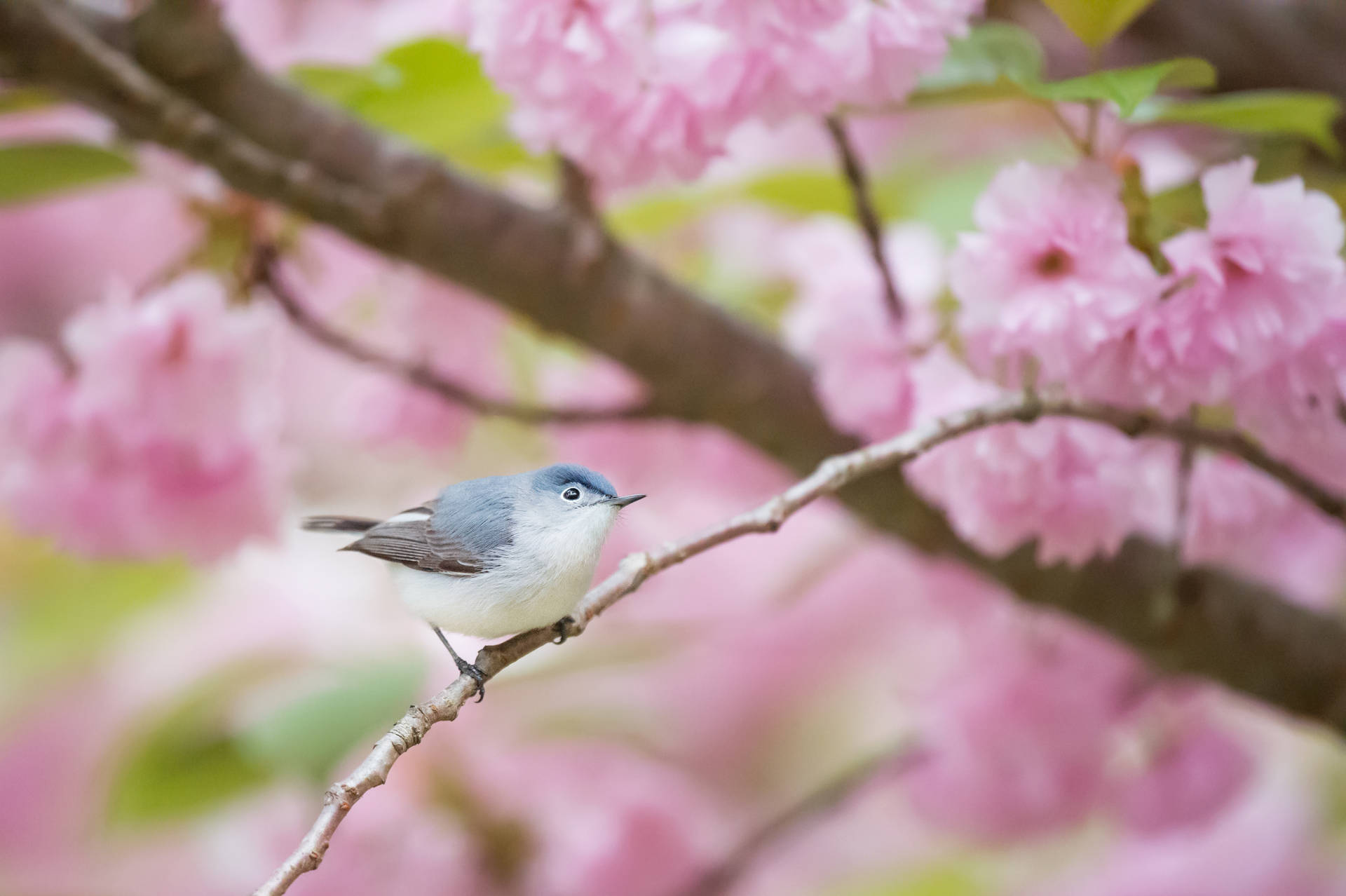 A bird taking a peaceful nap in a bed of pink blossoms Wallpaper