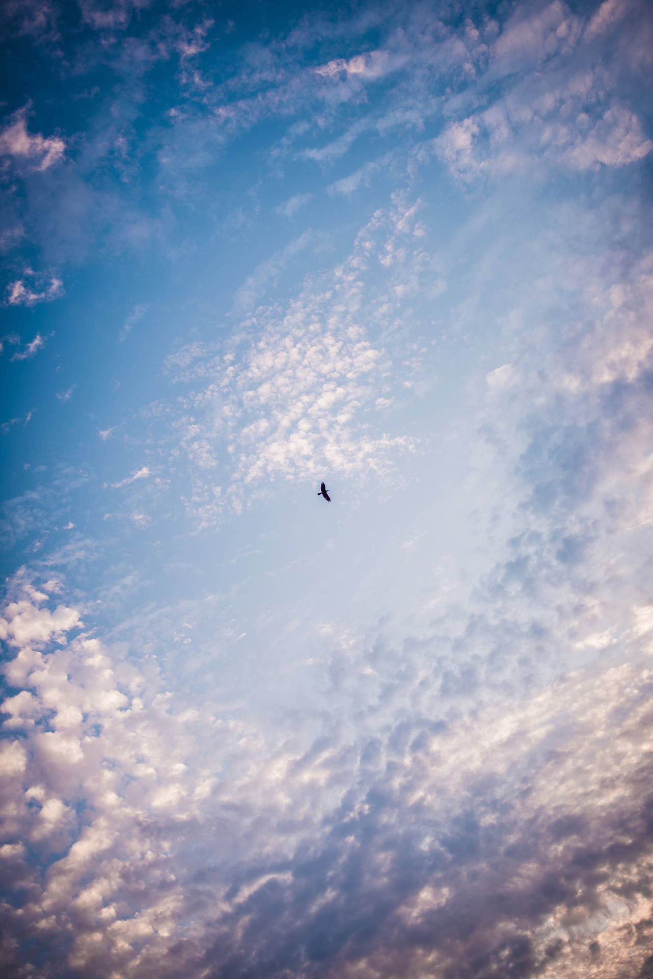 Image  A bird flying through a vast blue sky Wallpaper
