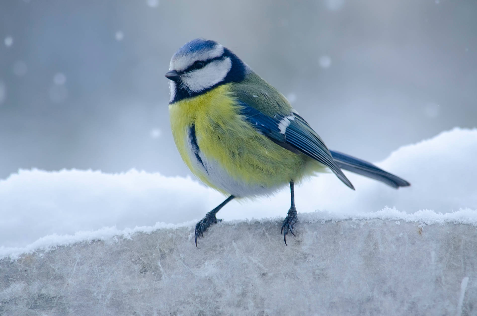 A bird braving the winter snow Wallpaper