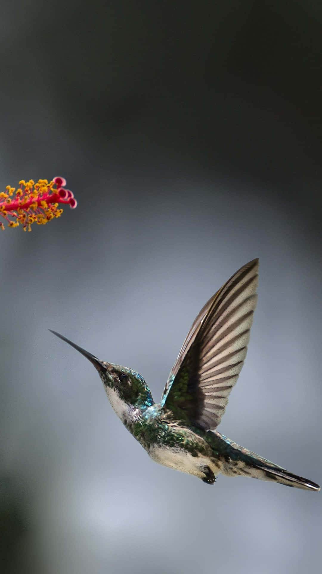 Flyvende Kolibri Fugle iPhone Bakgrundsbillede Wallpaper