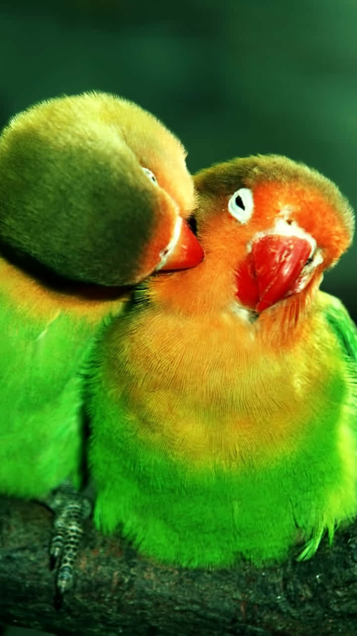 Lovely Couple Bird Iphone Screensaver Wallpaper