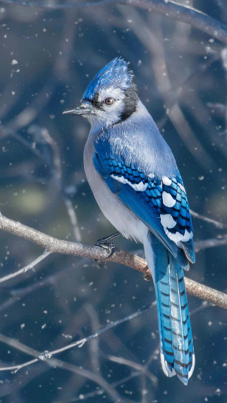 Blue Jay Bird Iphone Wallpaper