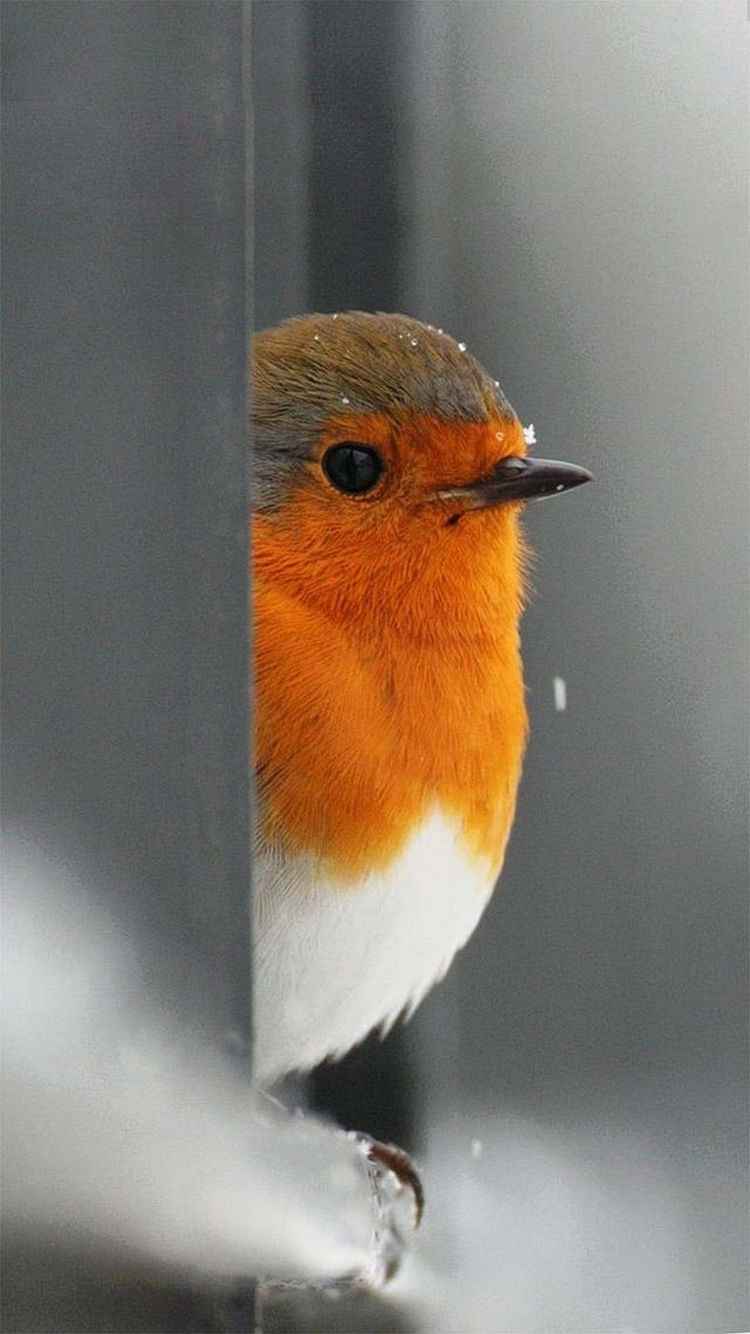 Cute Robin Bird Iphone Background Wallpaper